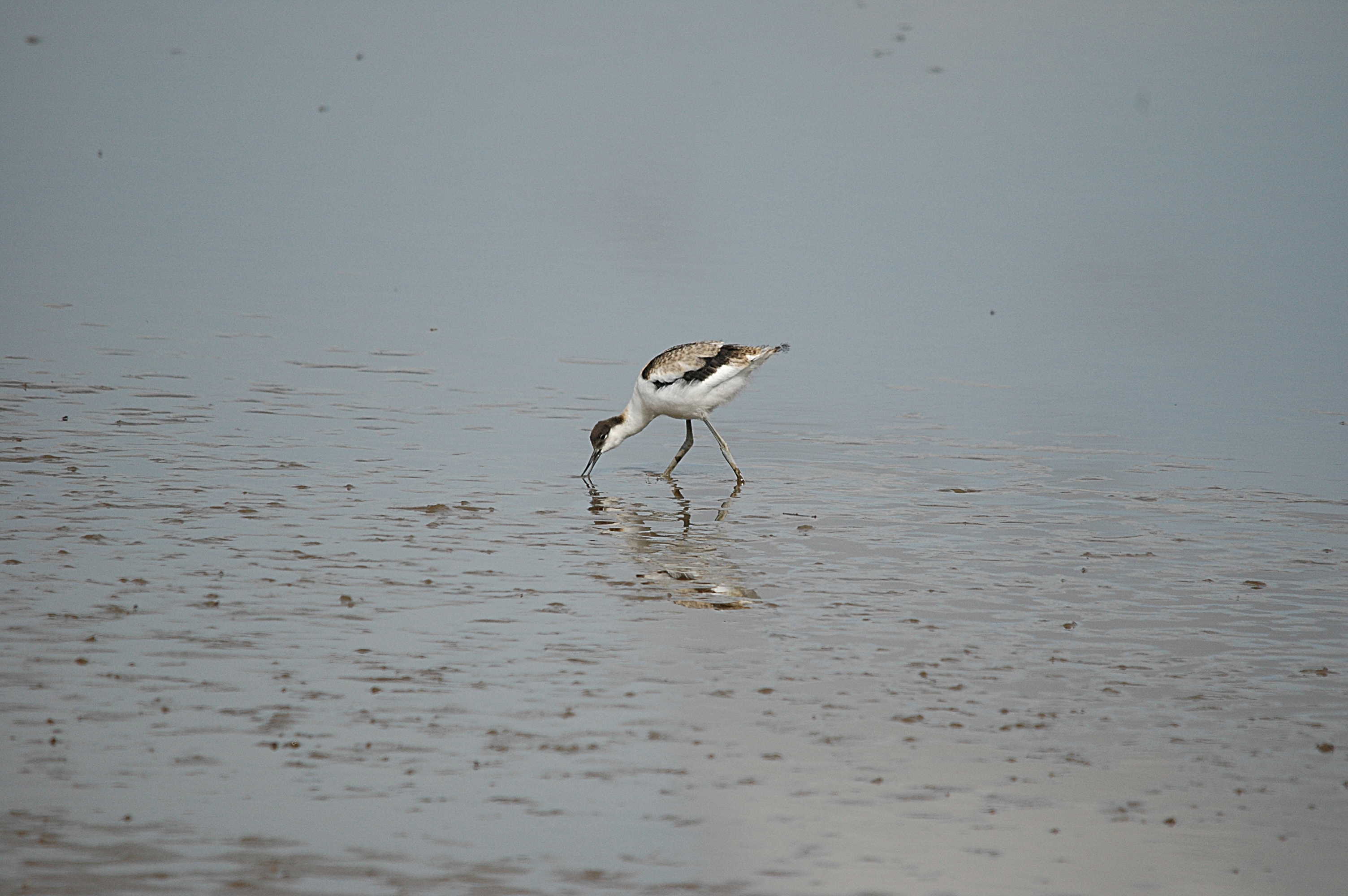 photos/wildlife/Bird_Species/059-Avocets-Stilts/1440-Pied_Avocet/DSC_7211.JPG