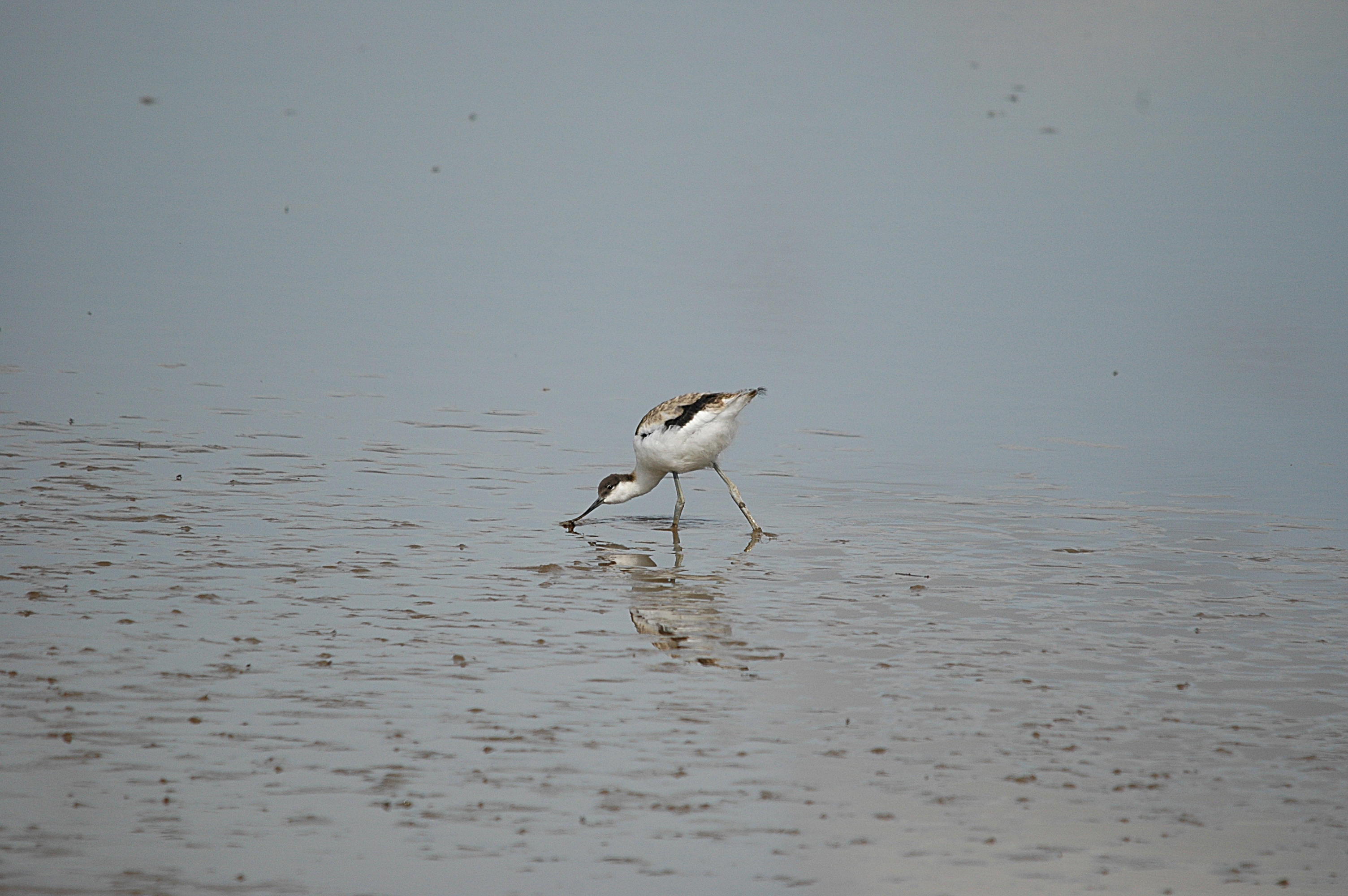 photos/wildlife/Bird_Species/059-Avocets-Stilts/1440-Pied_Avocet/DSC_7212.JPG
