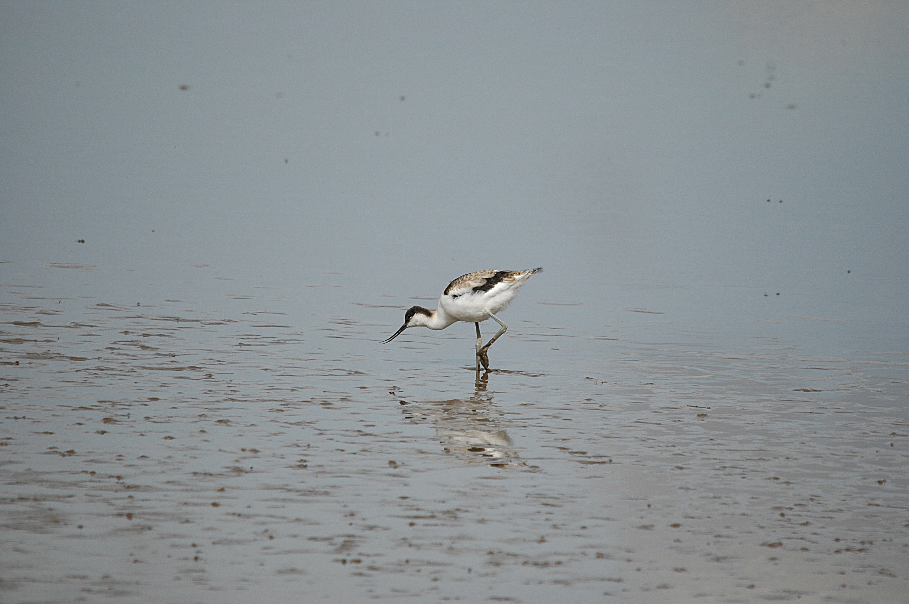 photos/wildlife/Bird_Species/059-Avocets-Stilts/1440-Pied_Avocet/DSC_7213.JPG