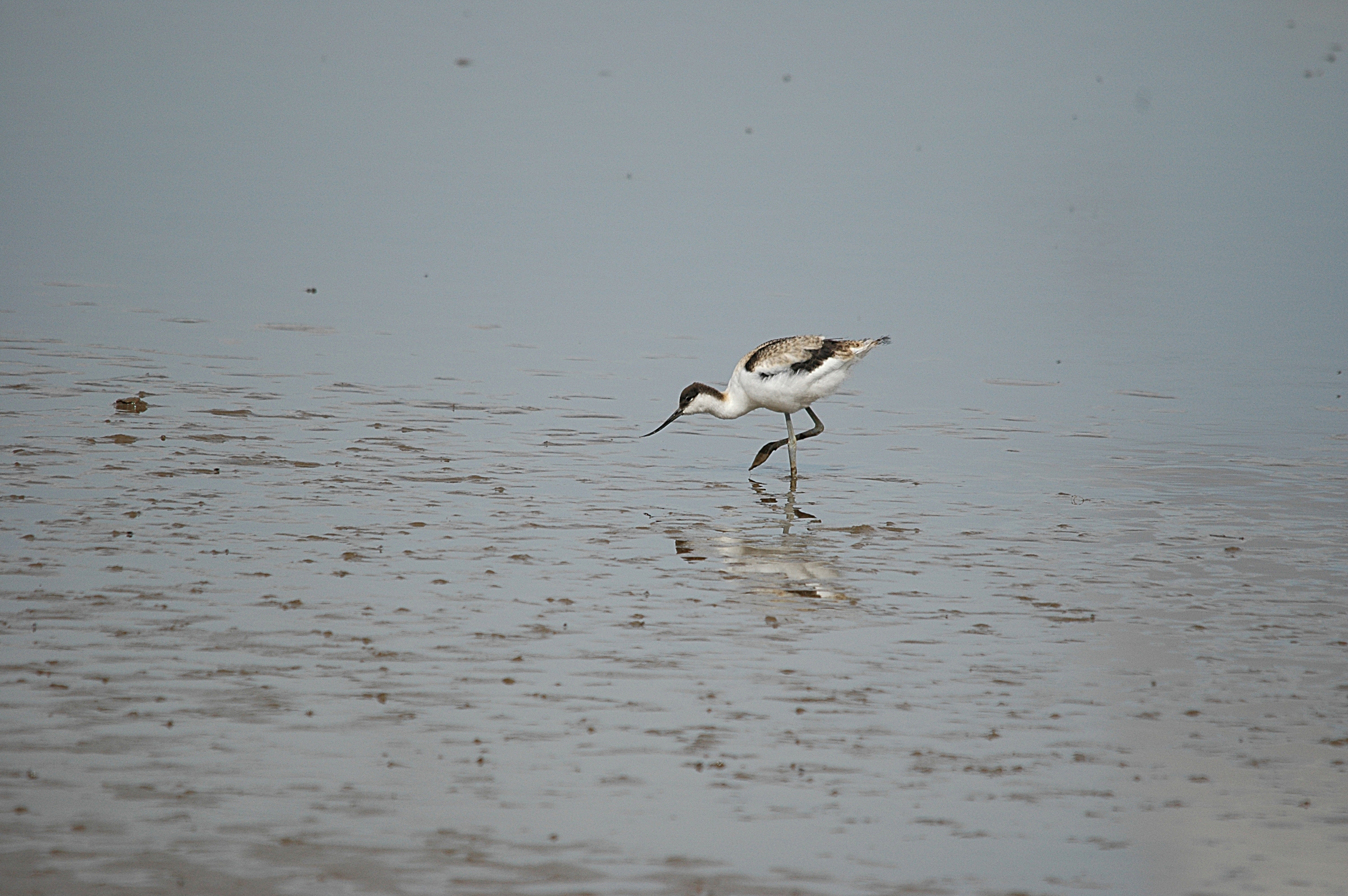 photos/wildlife/Bird_Species/059-Avocets-Stilts/1440-Pied_Avocet/DSC_7214.JPG
