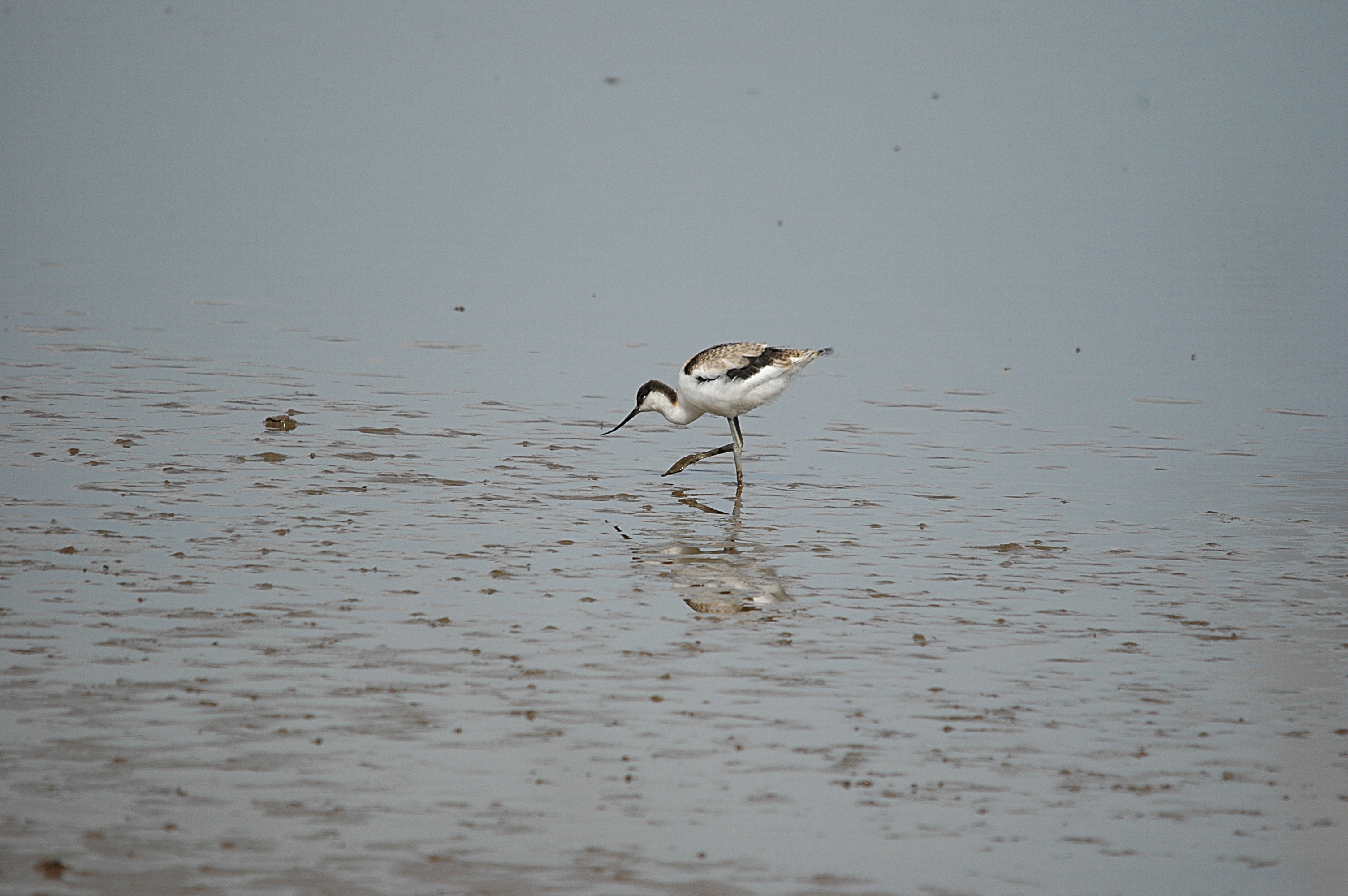 photos/wildlife/Bird_Species/059-Avocets-Stilts/1440-Pied_Avocet/DSC_7215.JPG