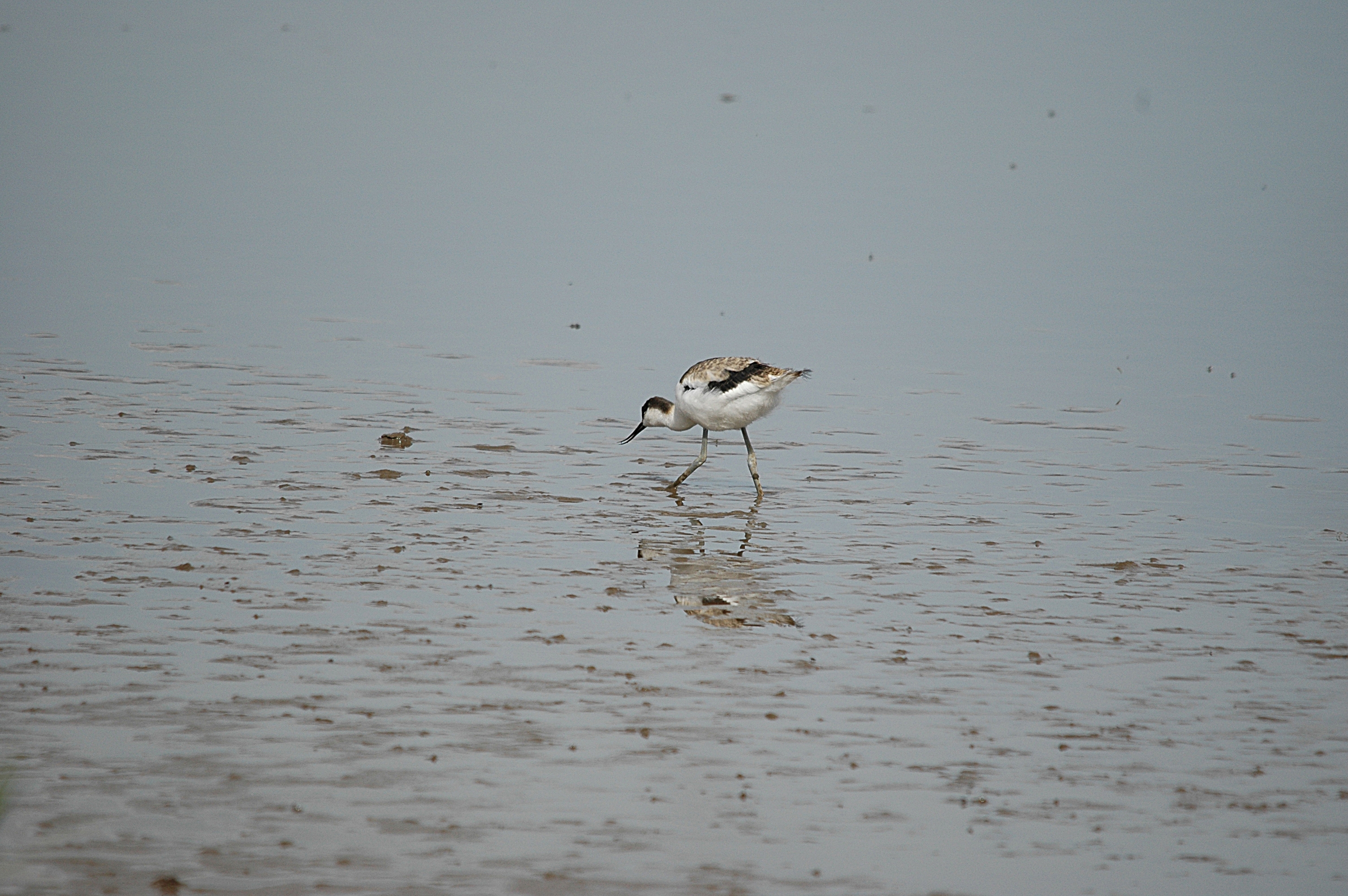 photos/wildlife/Bird_Species/059-Avocets-Stilts/1440-Pied_Avocet/DSC_7216.JPG