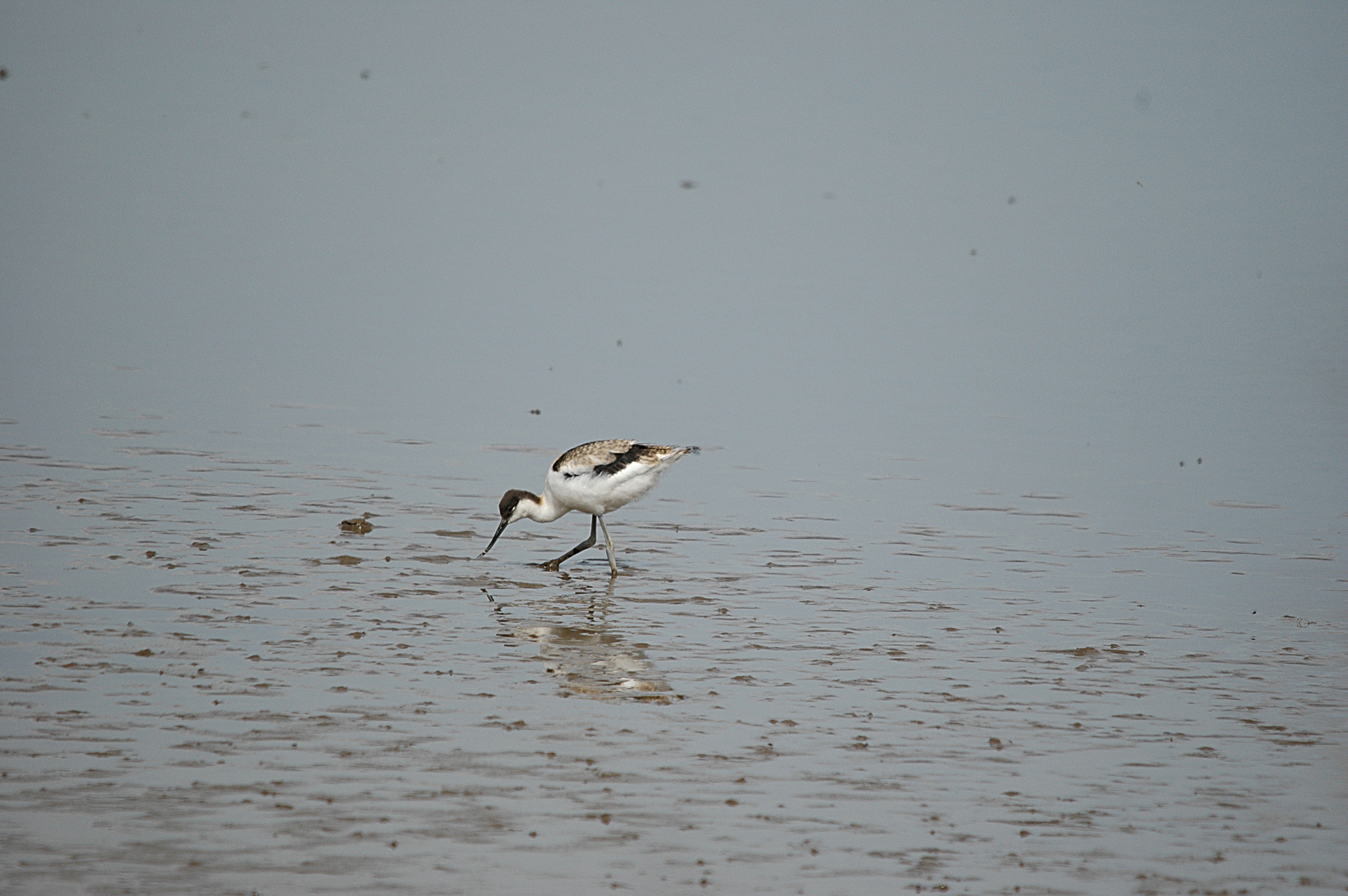photos/wildlife/Bird_Species/059-Avocets-Stilts/1440-Pied_Avocet/DSC_7217.JPG