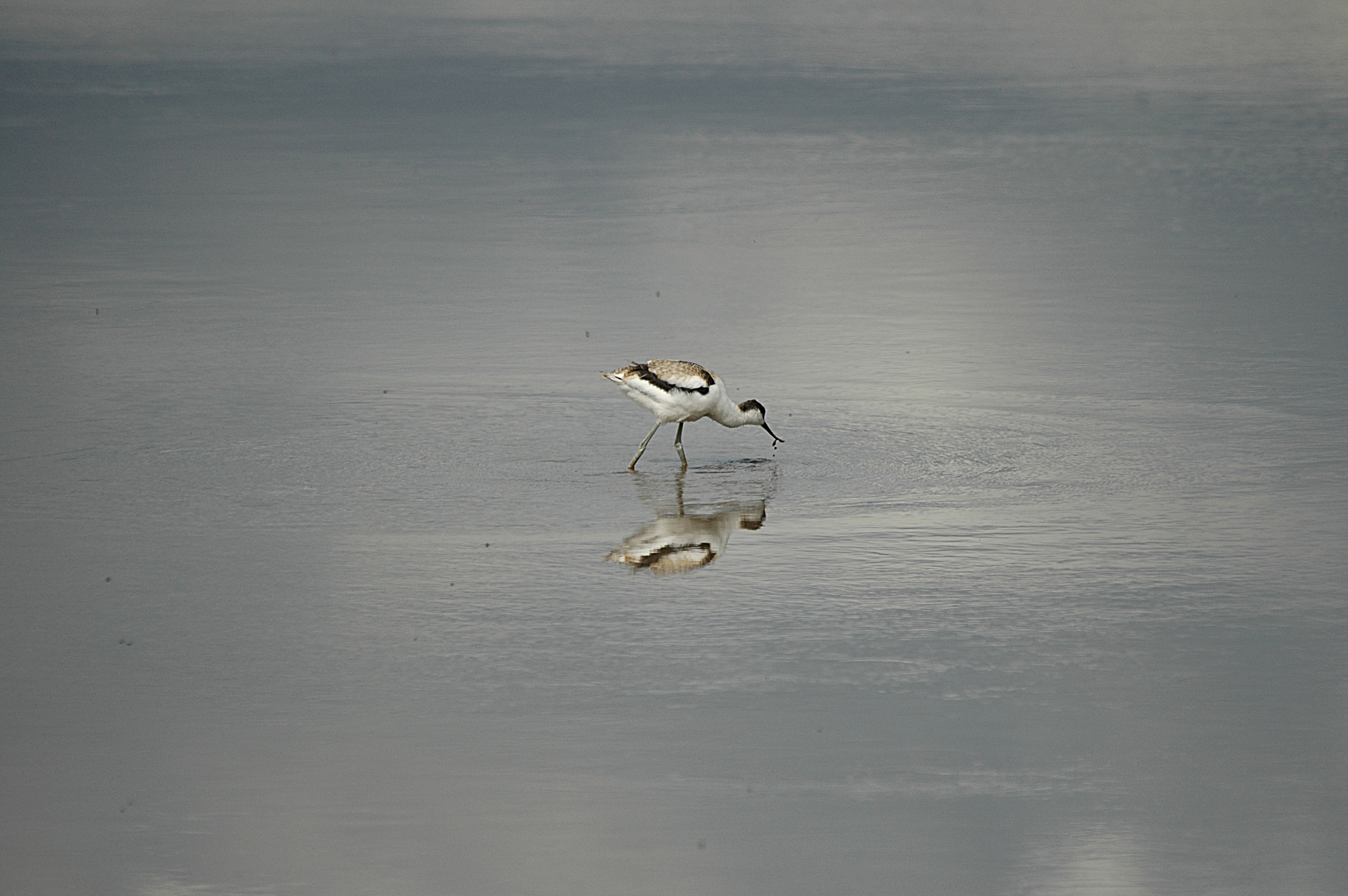 photos/wildlife/Bird_Species/059-Avocets-Stilts/1440-Pied_Avocet/DSC_7218.JPG