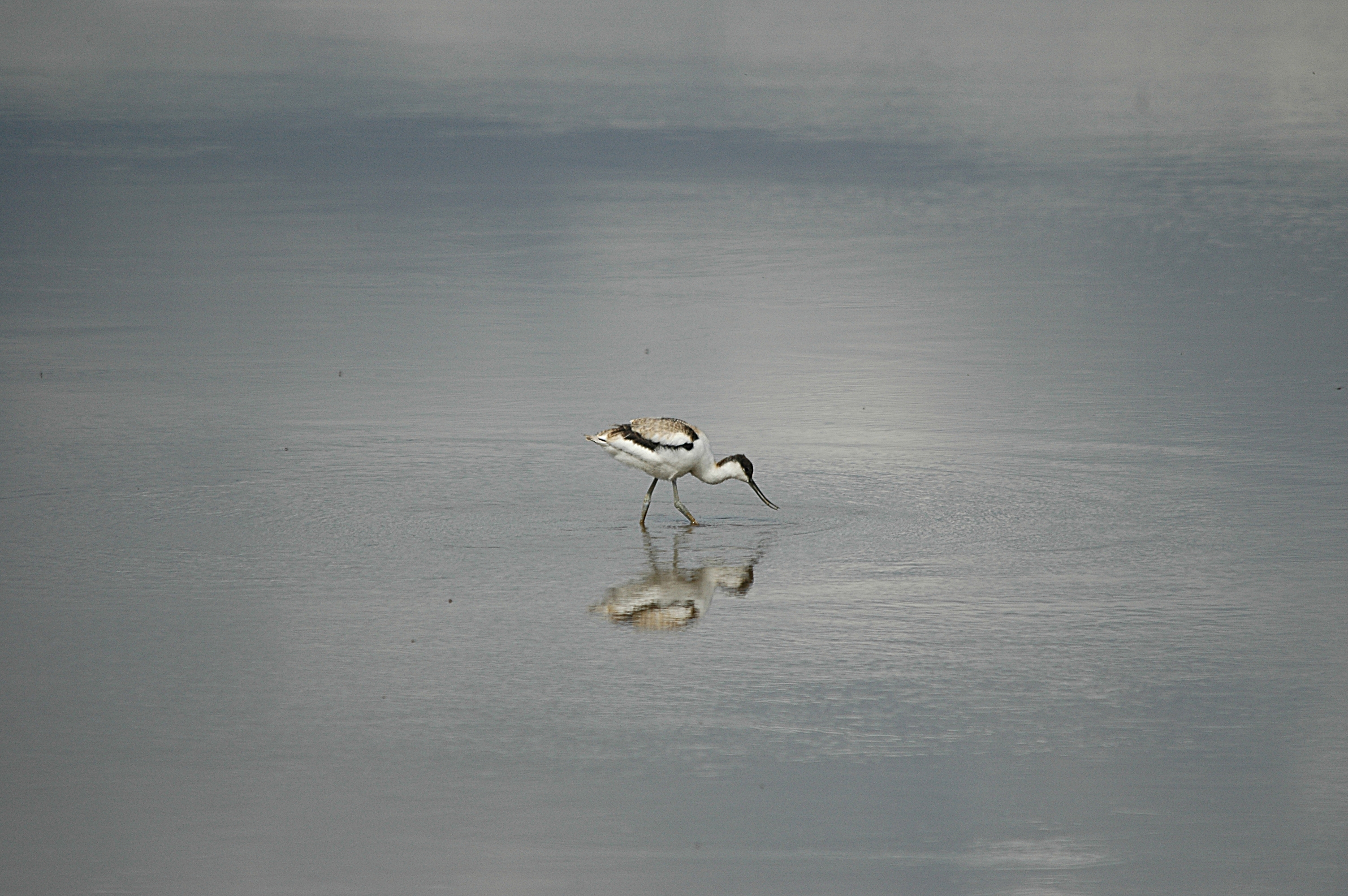 photos/wildlife/Bird_Species/059-Avocets-Stilts/1440-Pied_Avocet/DSC_7219.JPG