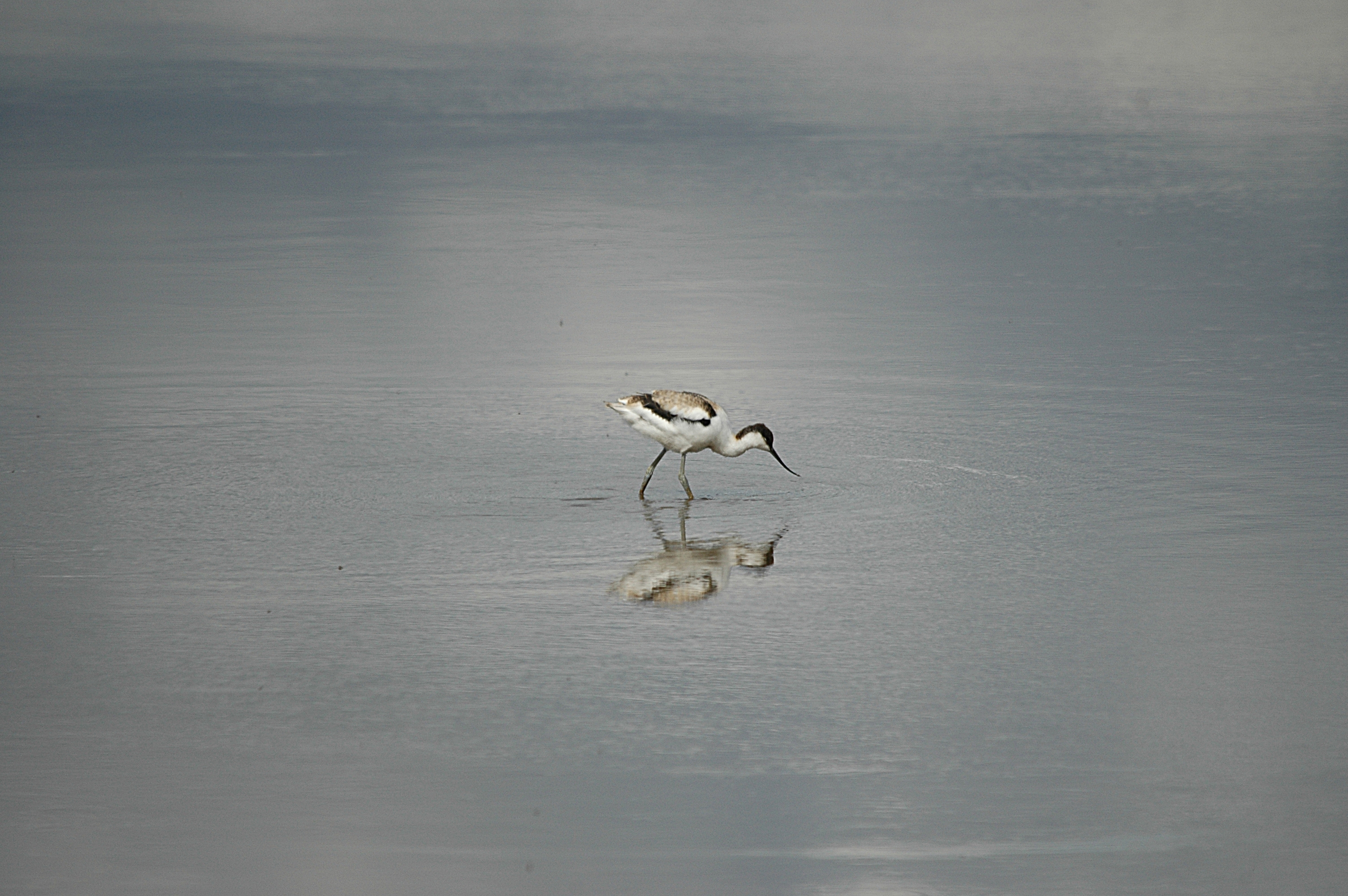 photos/wildlife/Bird_Species/059-Avocets-Stilts/1440-Pied_Avocet/DSC_7220.JPG