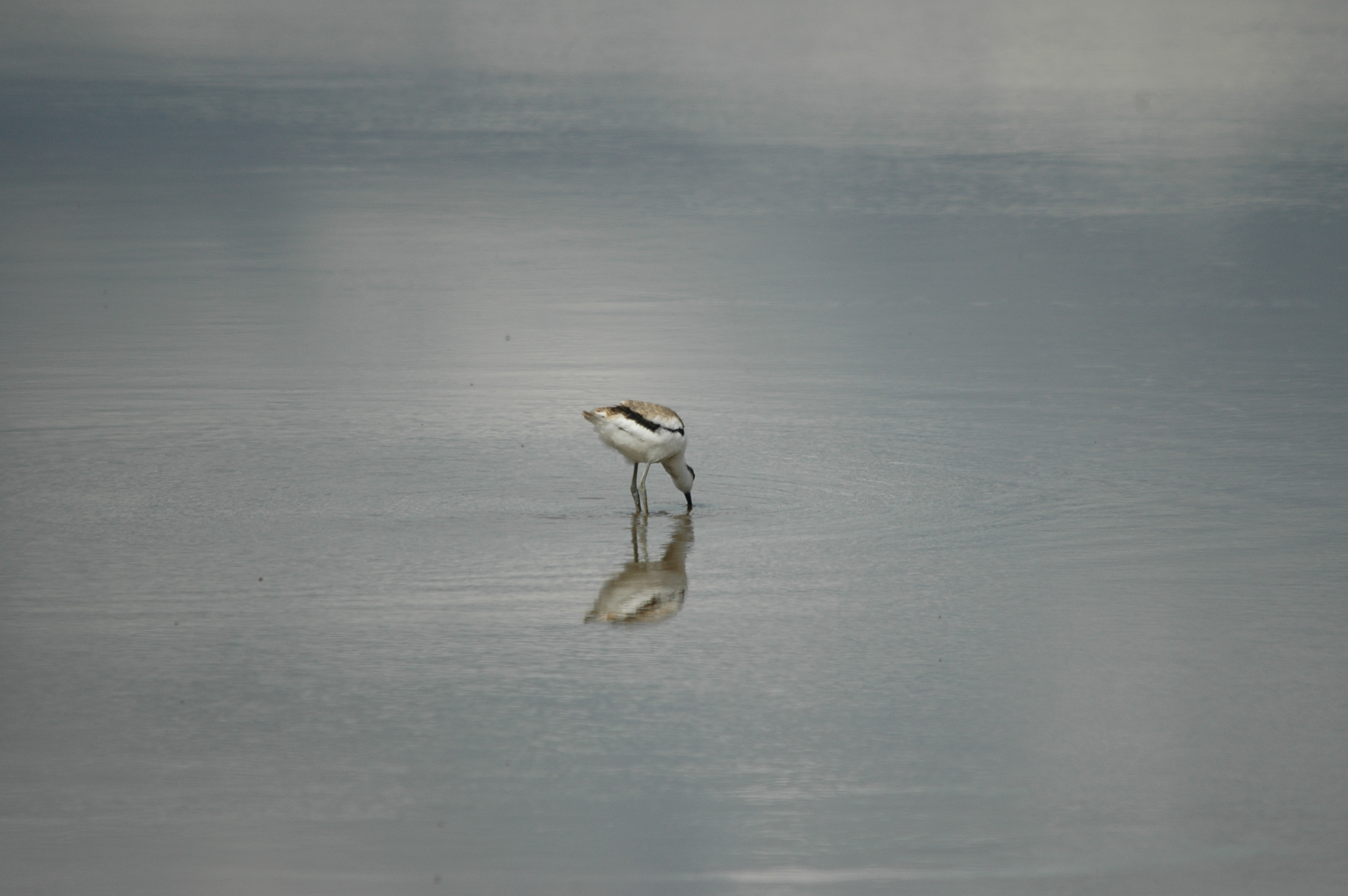 photos/wildlife/Bird_Species/059-Avocets-Stilts/1440-Pied_Avocet/DSC_7221.JPG
