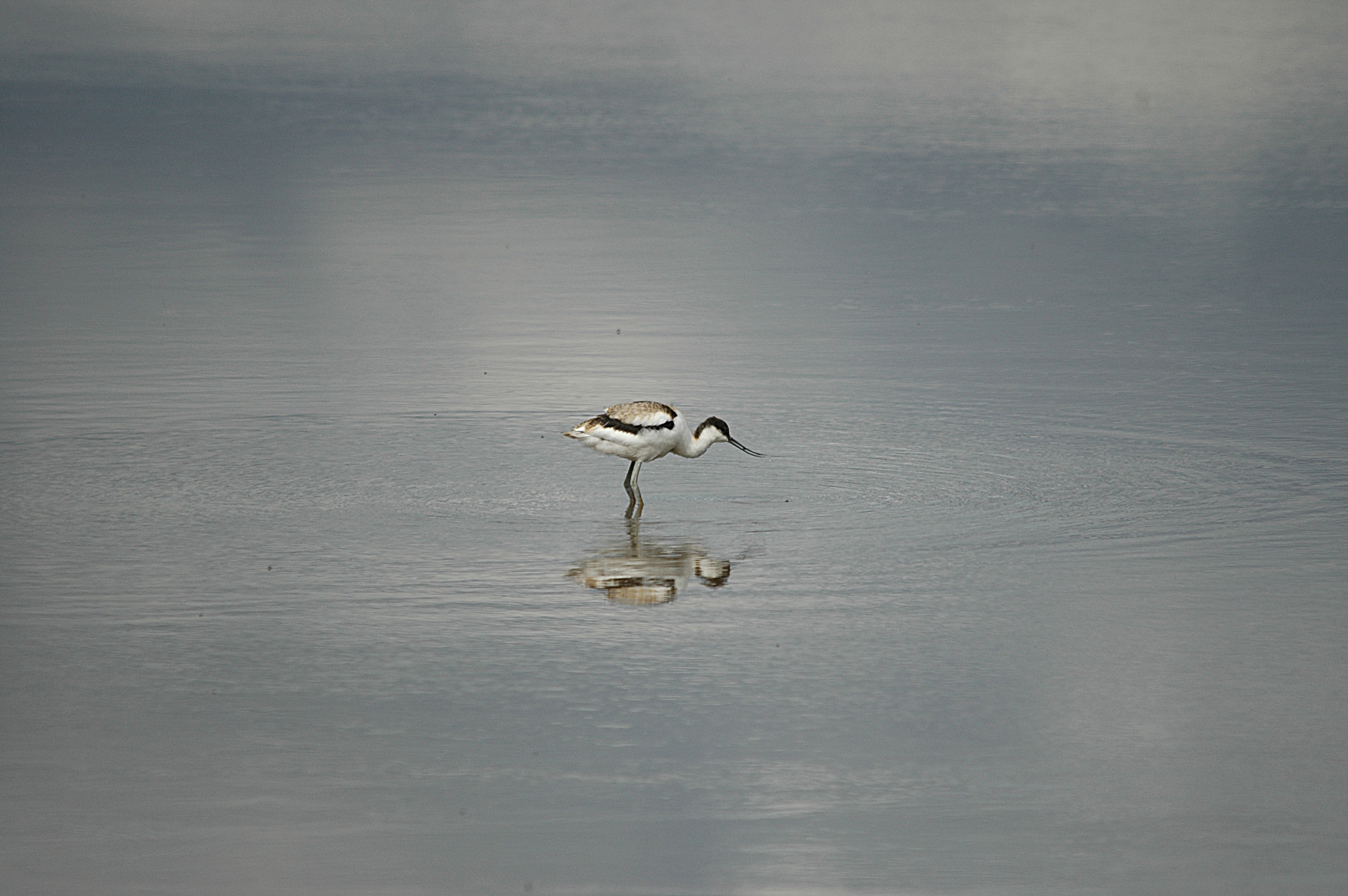 photos/wildlife/Bird_Species/059-Avocets-Stilts/1440-Pied_Avocet/DSC_7222.JPG