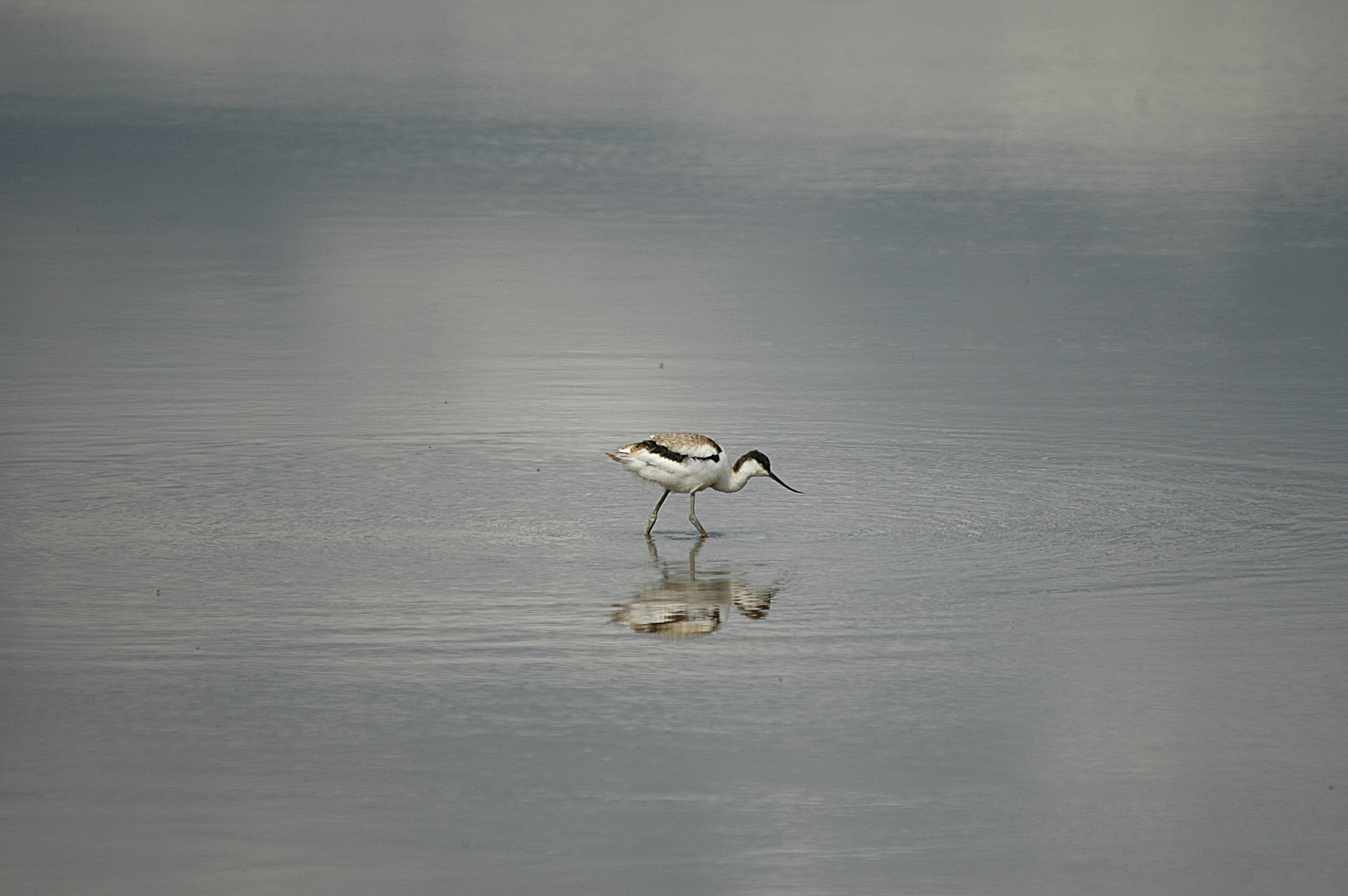 photos/wildlife/Bird_Species/059-Avocets-Stilts/1440-Pied_Avocet/DSC_7223.JPG