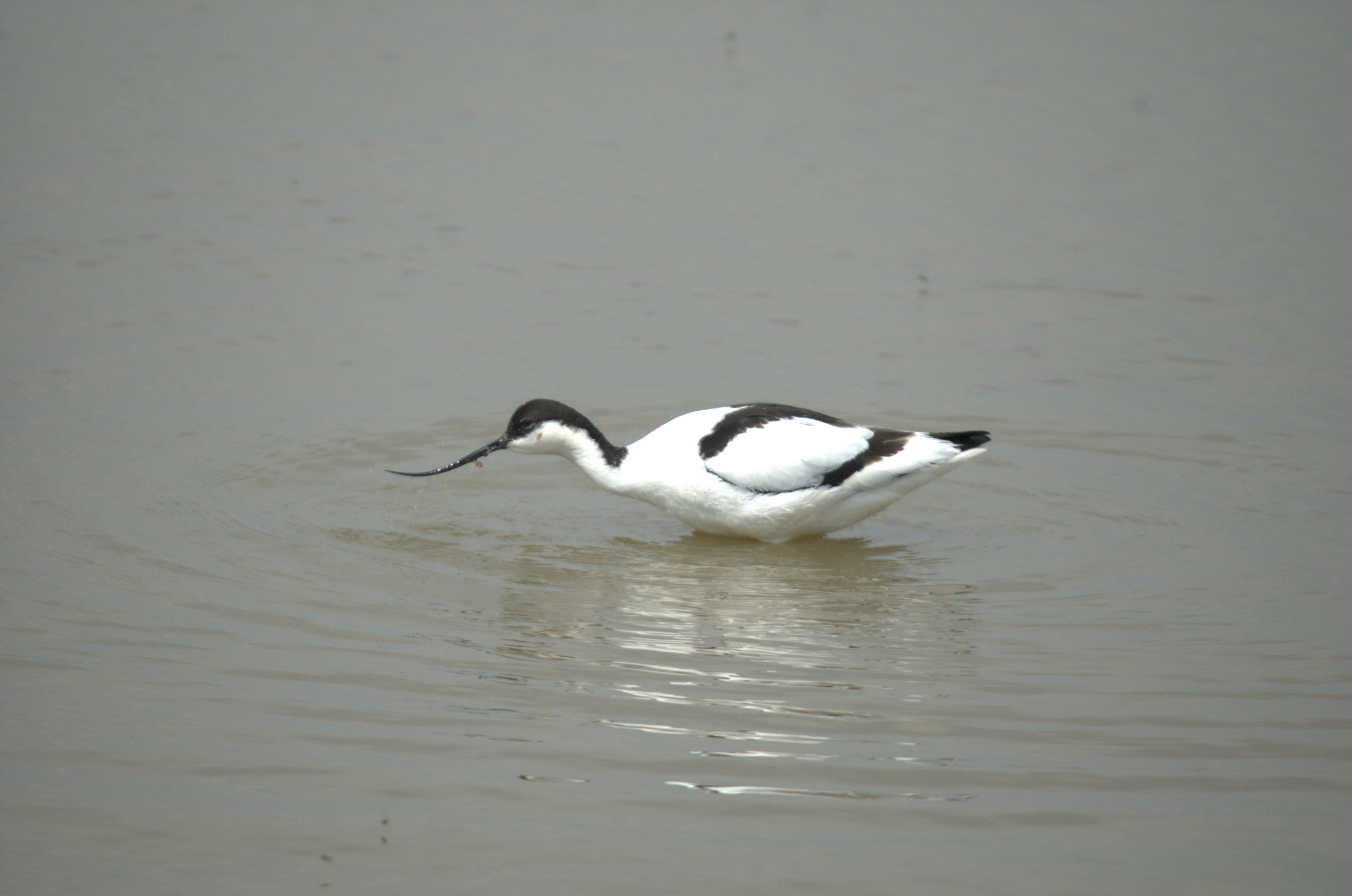 photos/wildlife/Bird_Species/059-Avocets-Stilts/1440-Pied_Avocet/dsc_2126.jpg