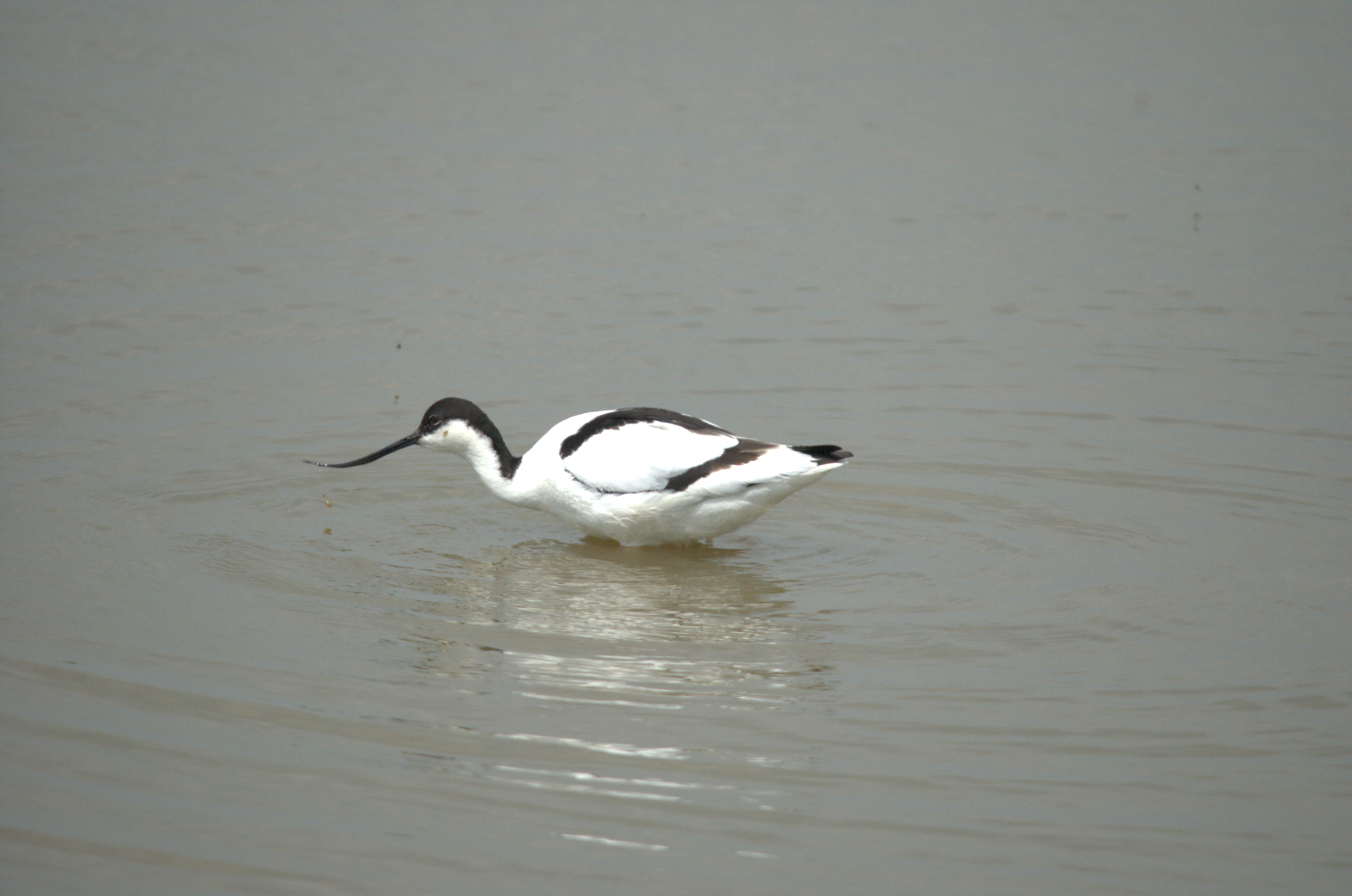 photos/wildlife/Bird_Species/059-Avocets-Stilts/1440-Pied_Avocet/dsc_2127.jpg