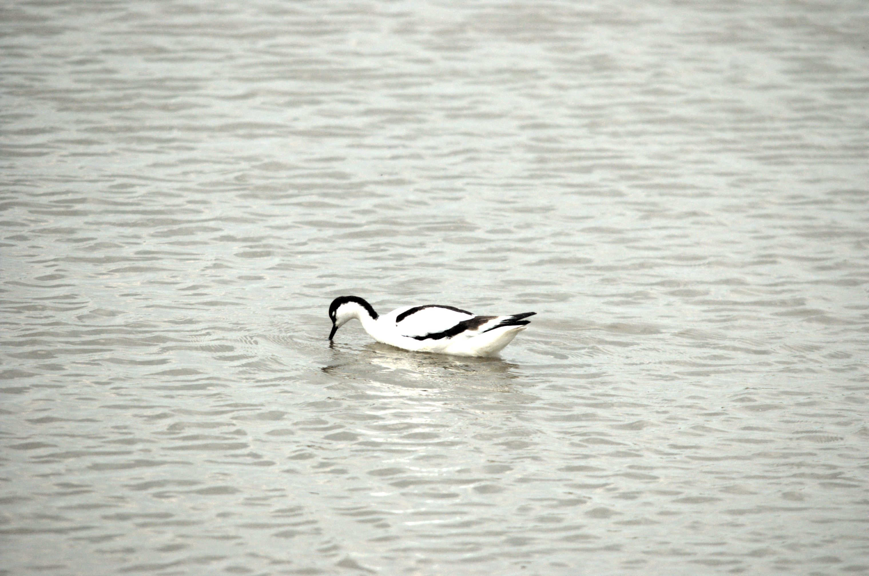 photos/wildlife/Bird_Species/059-Avocets-Stilts/1440-Pied_Avocet/dsc_2129.jpg