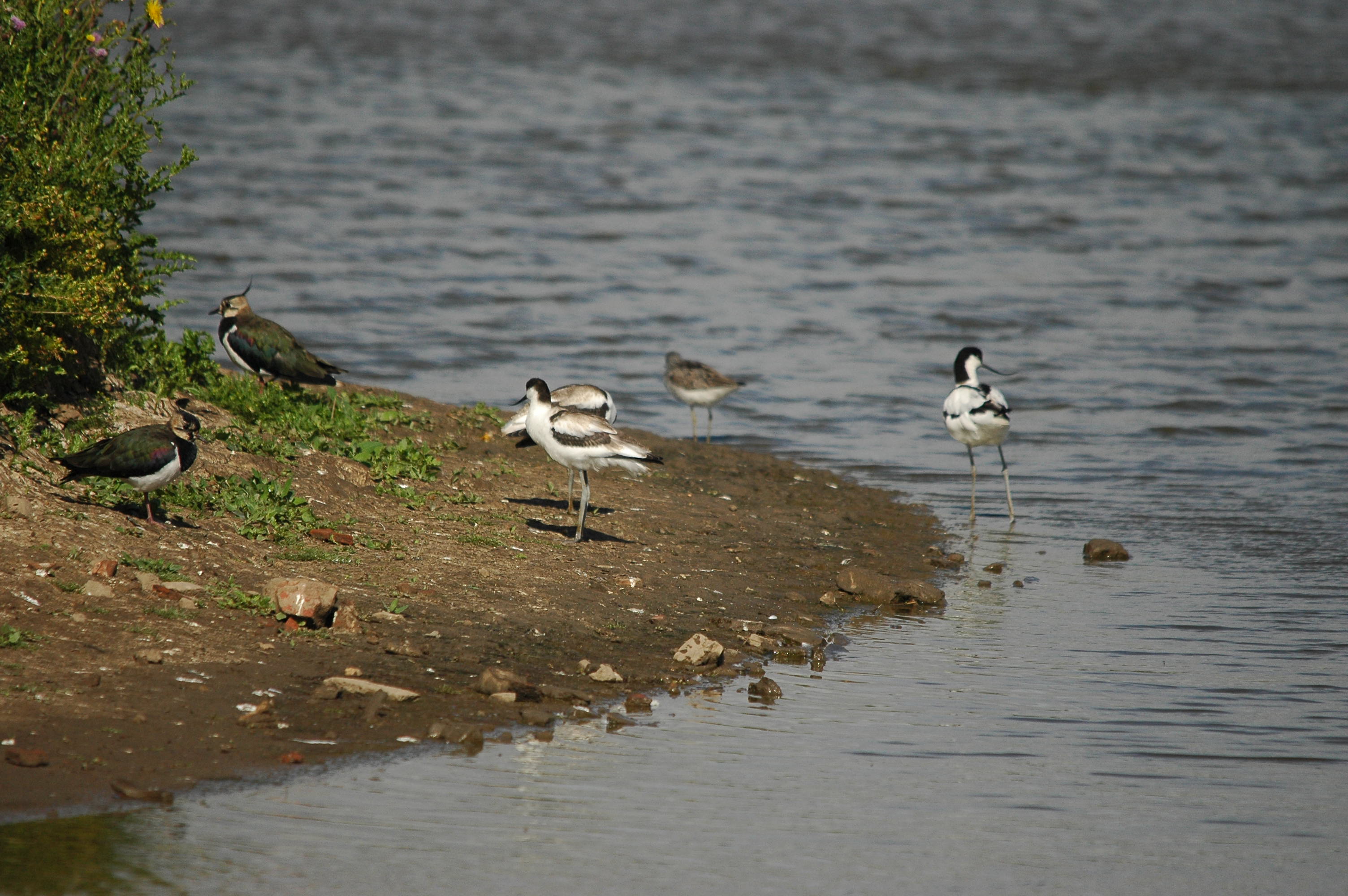 photos/wildlife/Bird_Species/059-Avocets-Stilts/1440-Pied_Avocet/dsc_2602.jpg