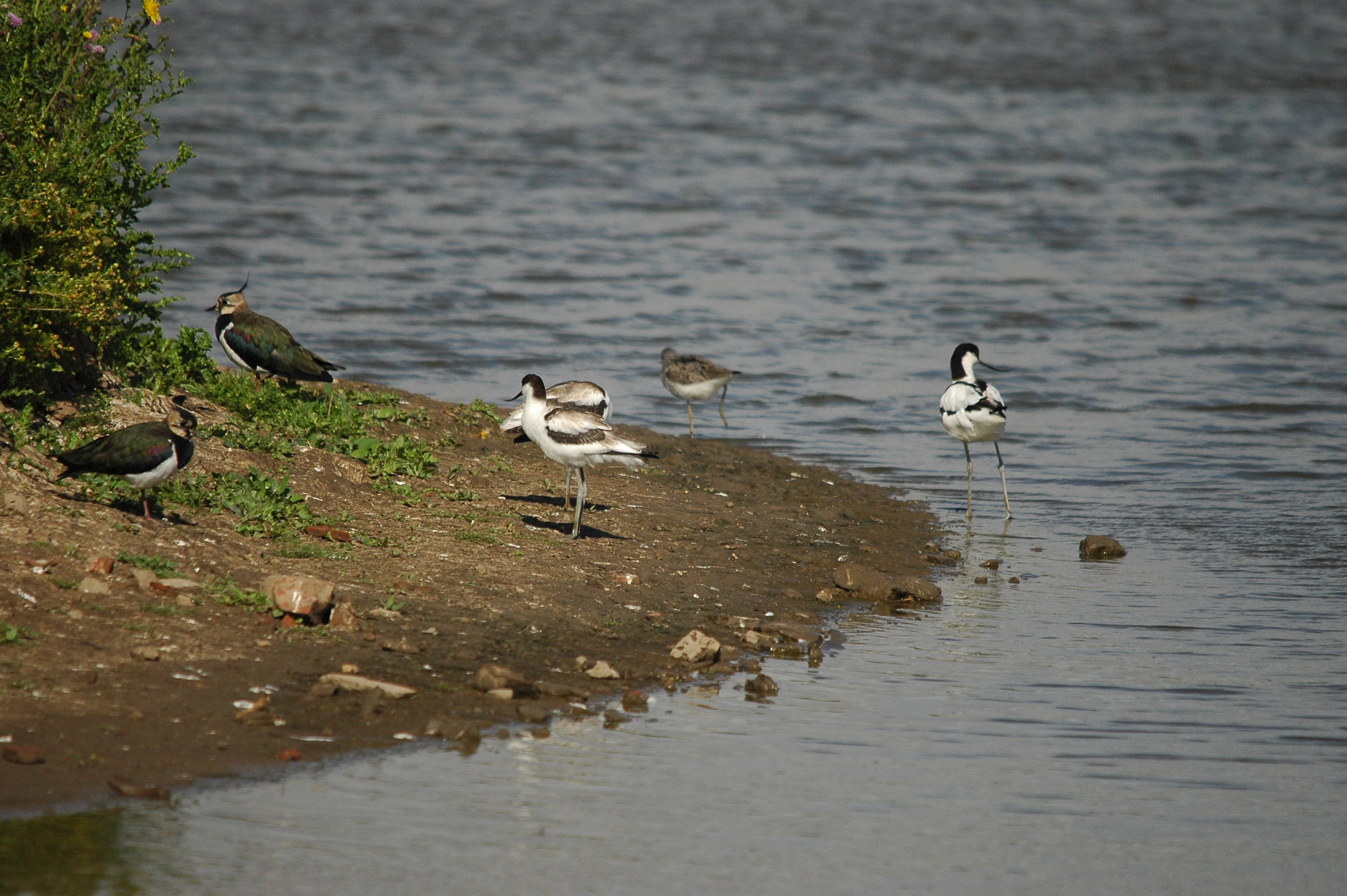 photos/wildlife/Bird_Species/059-Avocets-Stilts/1440-Pied_Avocet/dsc_2603.jpg