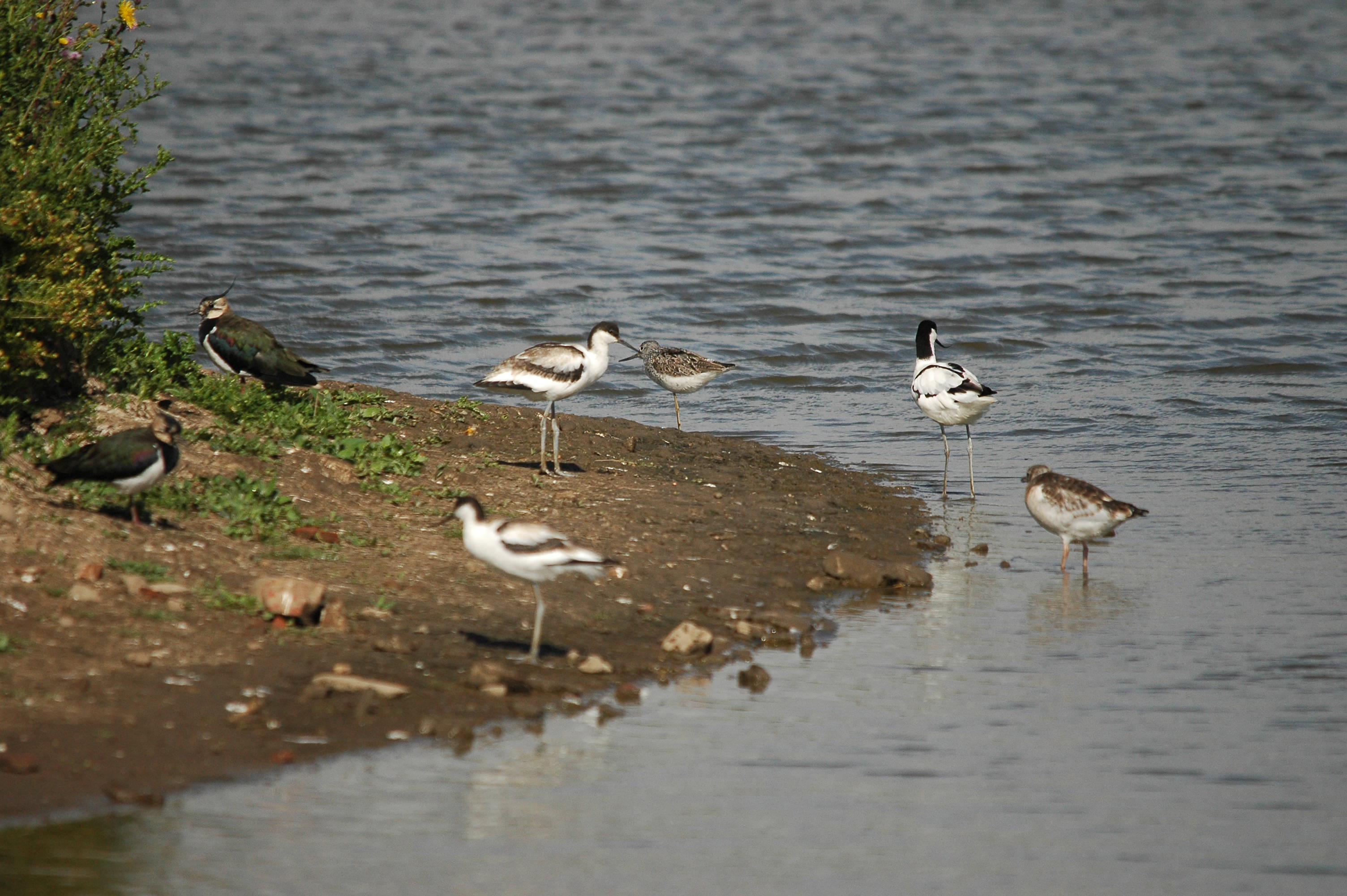 photos/wildlife/Bird_Species/059-Avocets-Stilts/1440-Pied_Avocet/dsc_2604.jpg