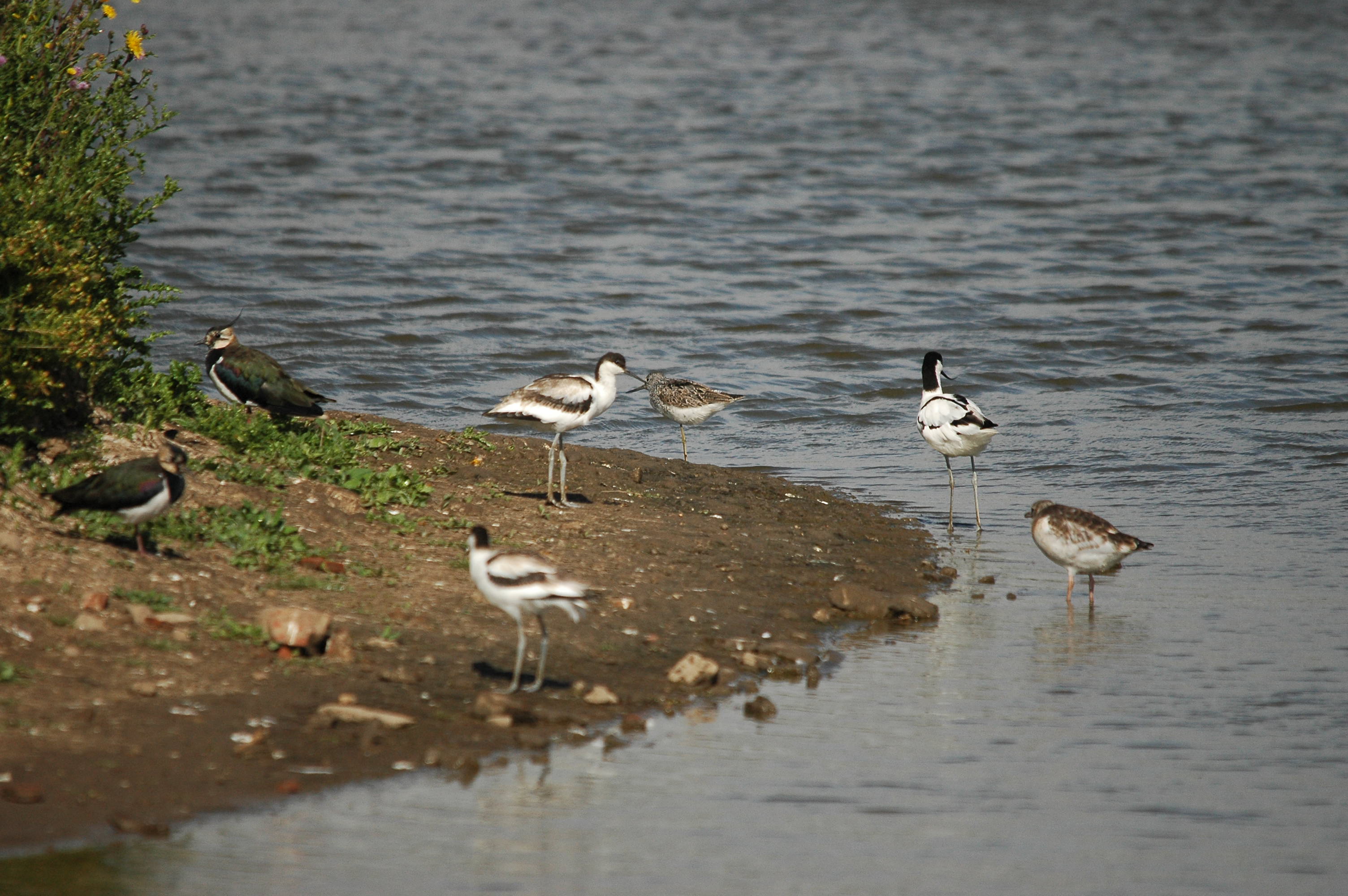 photos/wildlife/Bird_Species/059-Avocets-Stilts/1440-Pied_Avocet/dsc_2605.jpg