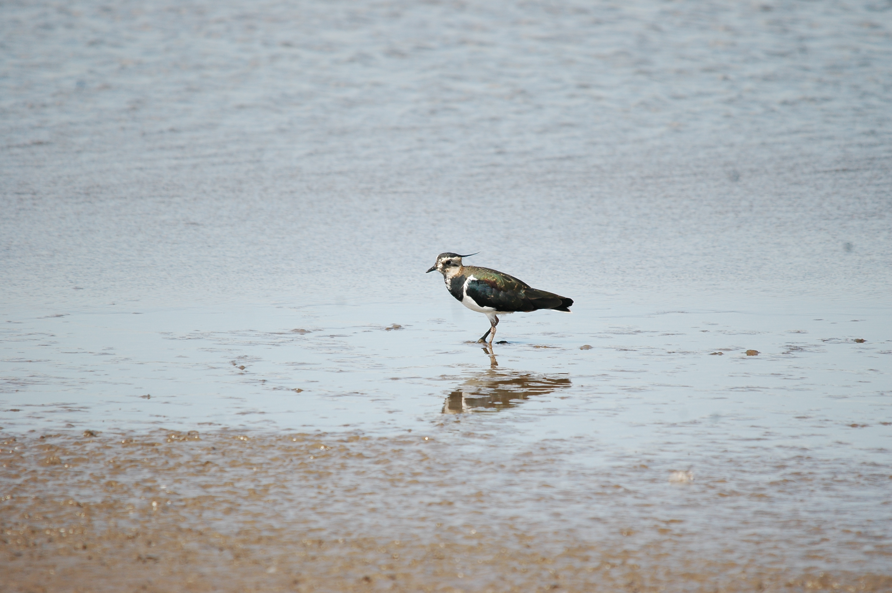 photos/wildlife/Bird_Species/062-Plovers-Lapwings/1471-Northern_Lapwing/20090819-Blacktoft-01.jpg