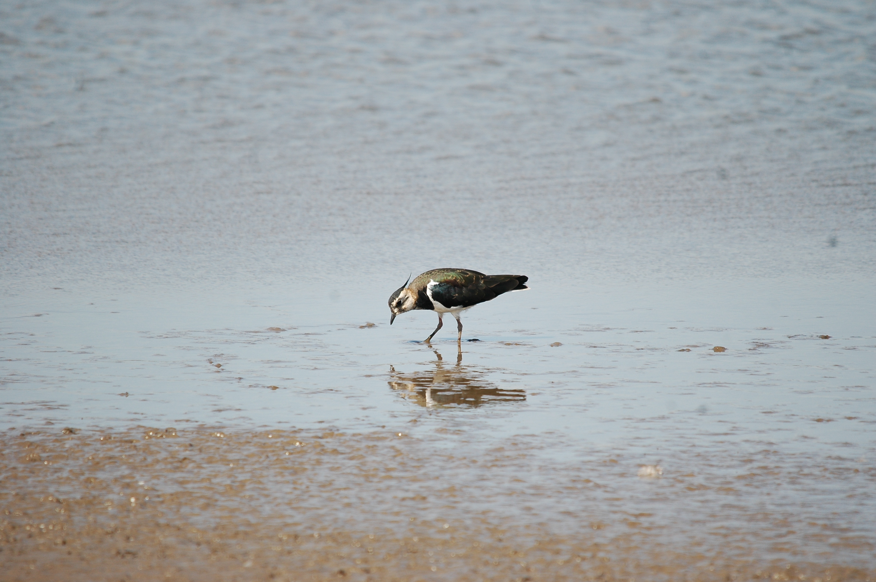 photos/wildlife/Bird_Species/062-Plovers-Lapwings/1471-Northern_Lapwing/20090819-Blacktoft-02.jpg