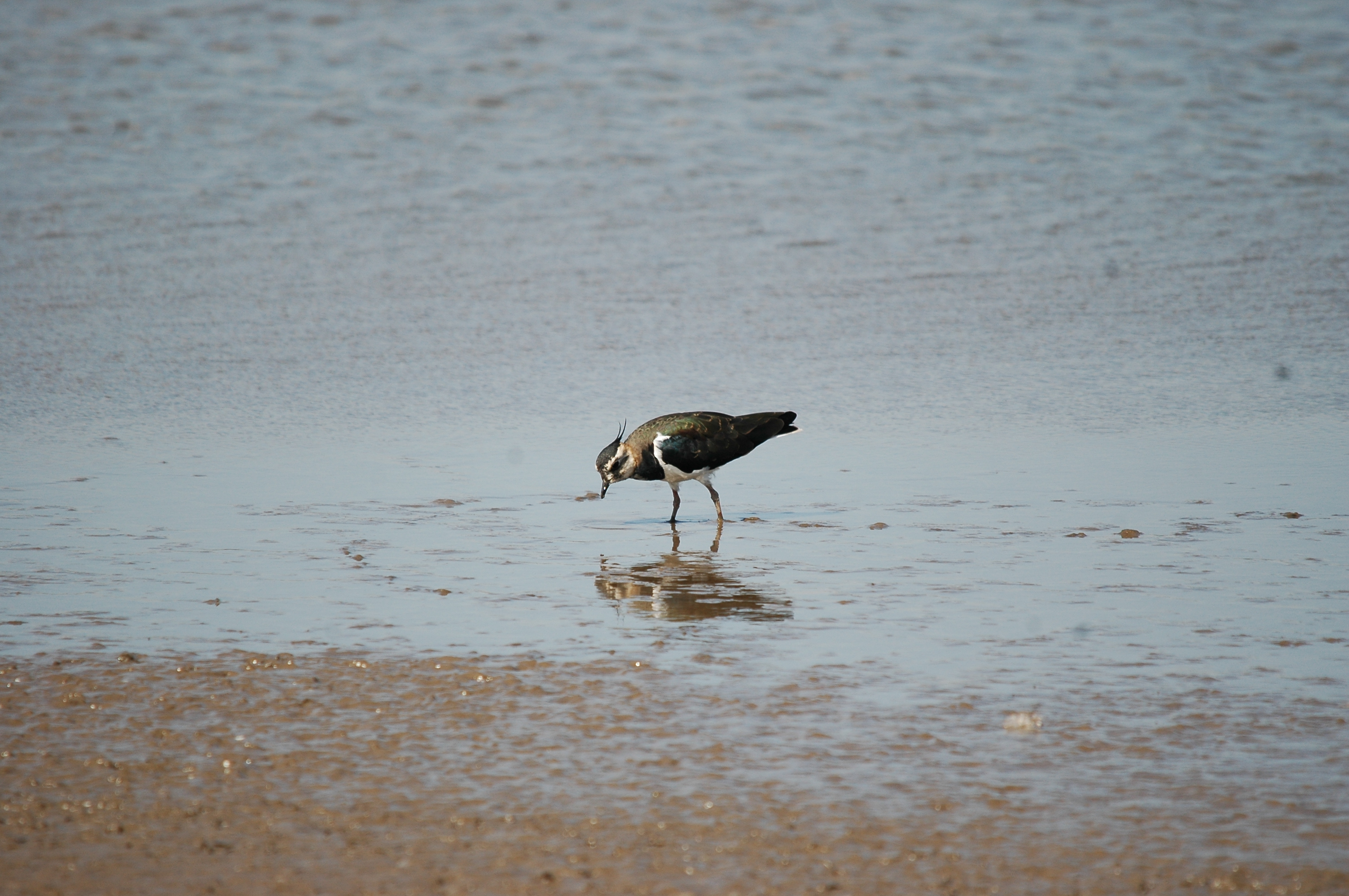 photos/wildlife/Bird_Species/062-Plovers-Lapwings/1471-Northern_Lapwing/20090819-Blacktoft-03.jpg