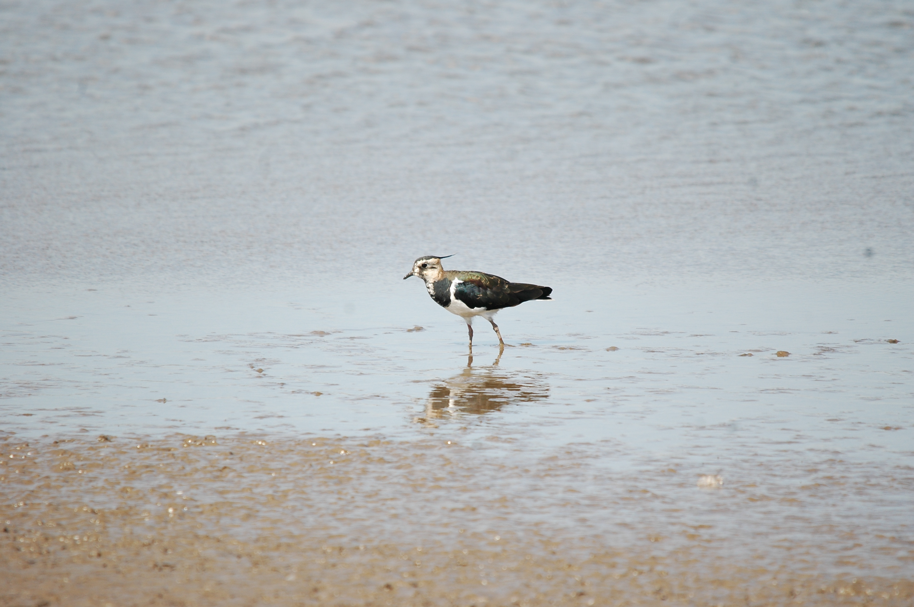 photos/wildlife/Bird_Species/062-Plovers-Lapwings/1471-Northern_Lapwing/20090819-Blacktoft-04.jpg