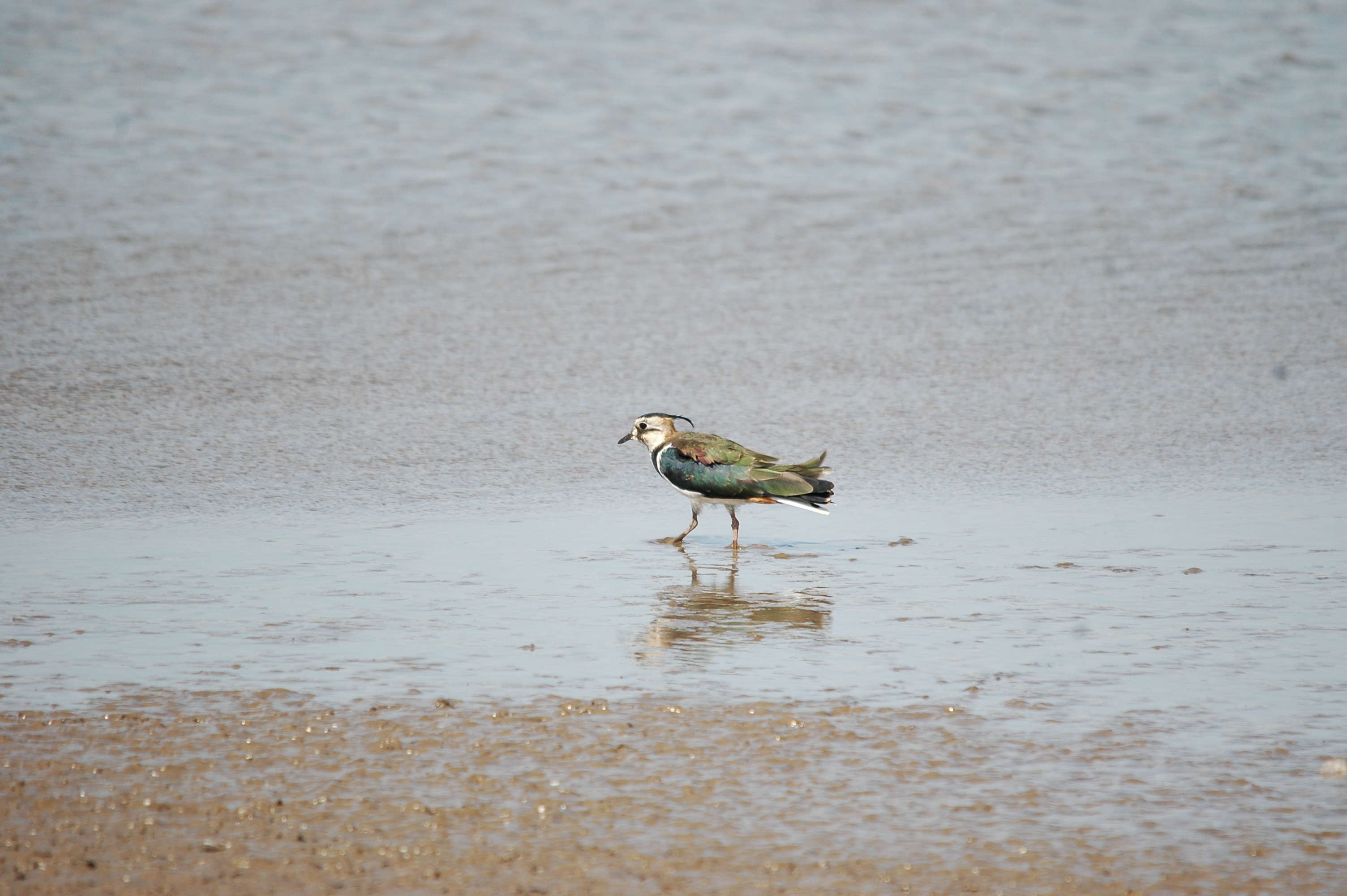 photos/wildlife/Bird_Species/062-Plovers-Lapwings/1471-Northern_Lapwing/20090819-Blacktoft-05.jpg