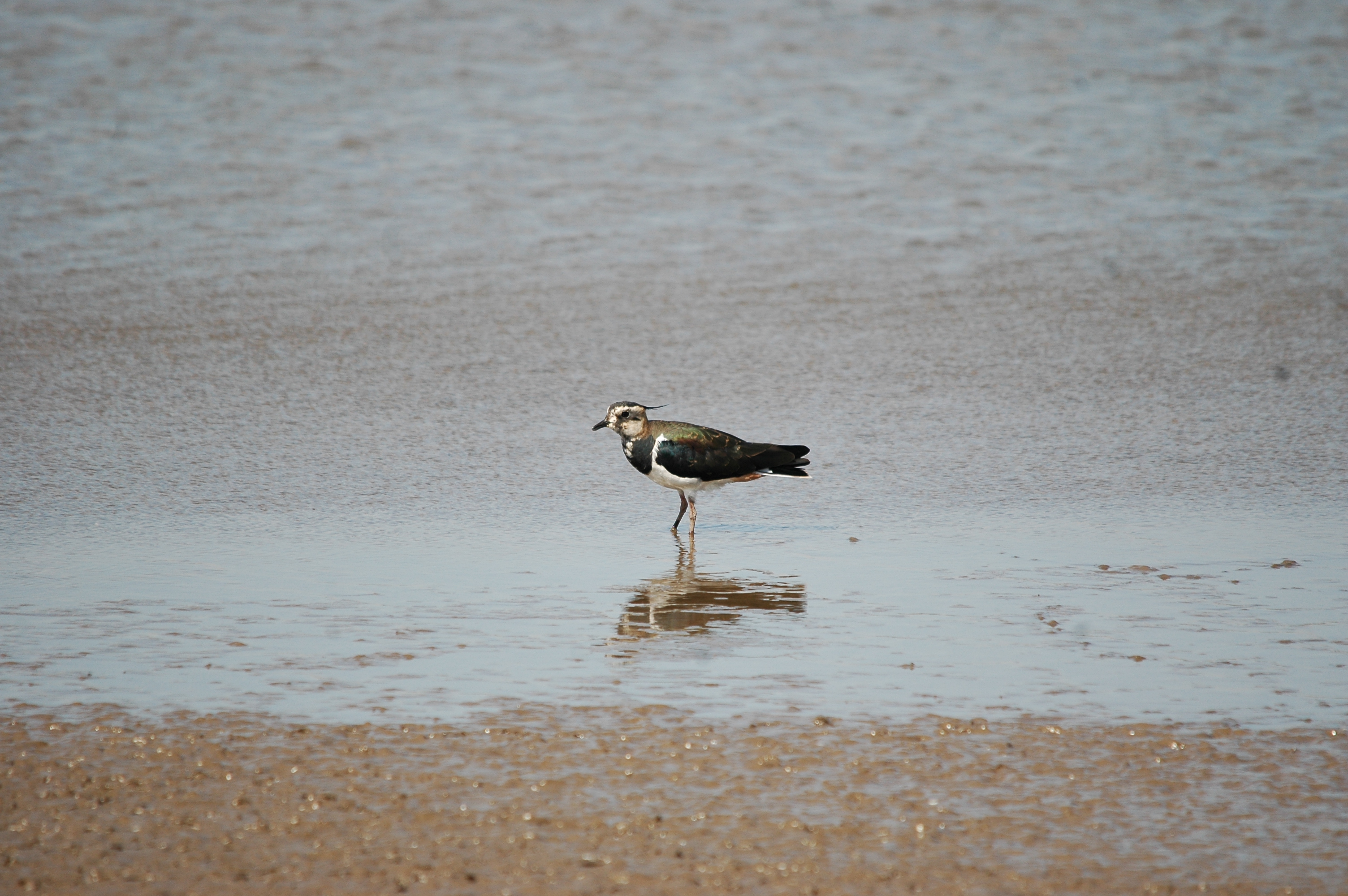 photos/wildlife/Bird_Species/062-Plovers-Lapwings/1471-Northern_Lapwing/20090819-Blacktoft-06.jpg
