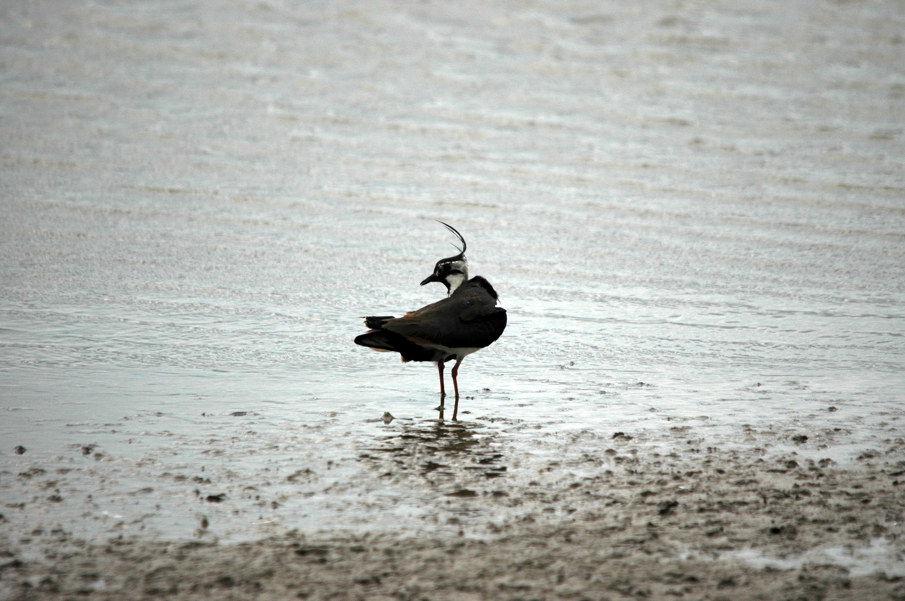 photos/wildlife/Bird_Species/062-Plovers-Lapwings/1471-Northern_Lapwing/DSC_6171.JPG