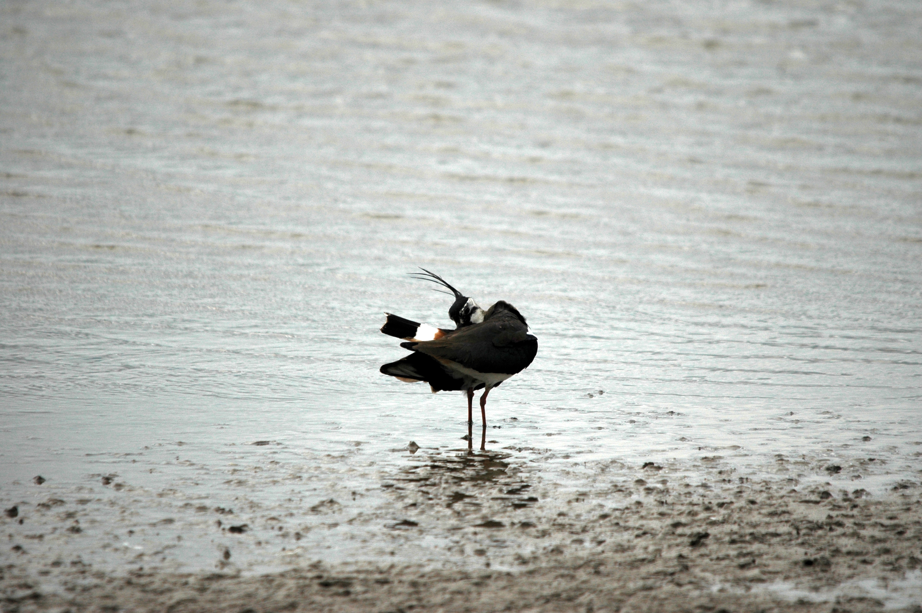 photos/wildlife/Bird_Species/062-Plovers-Lapwings/1471-Northern_Lapwing/DSC_6172.JPG