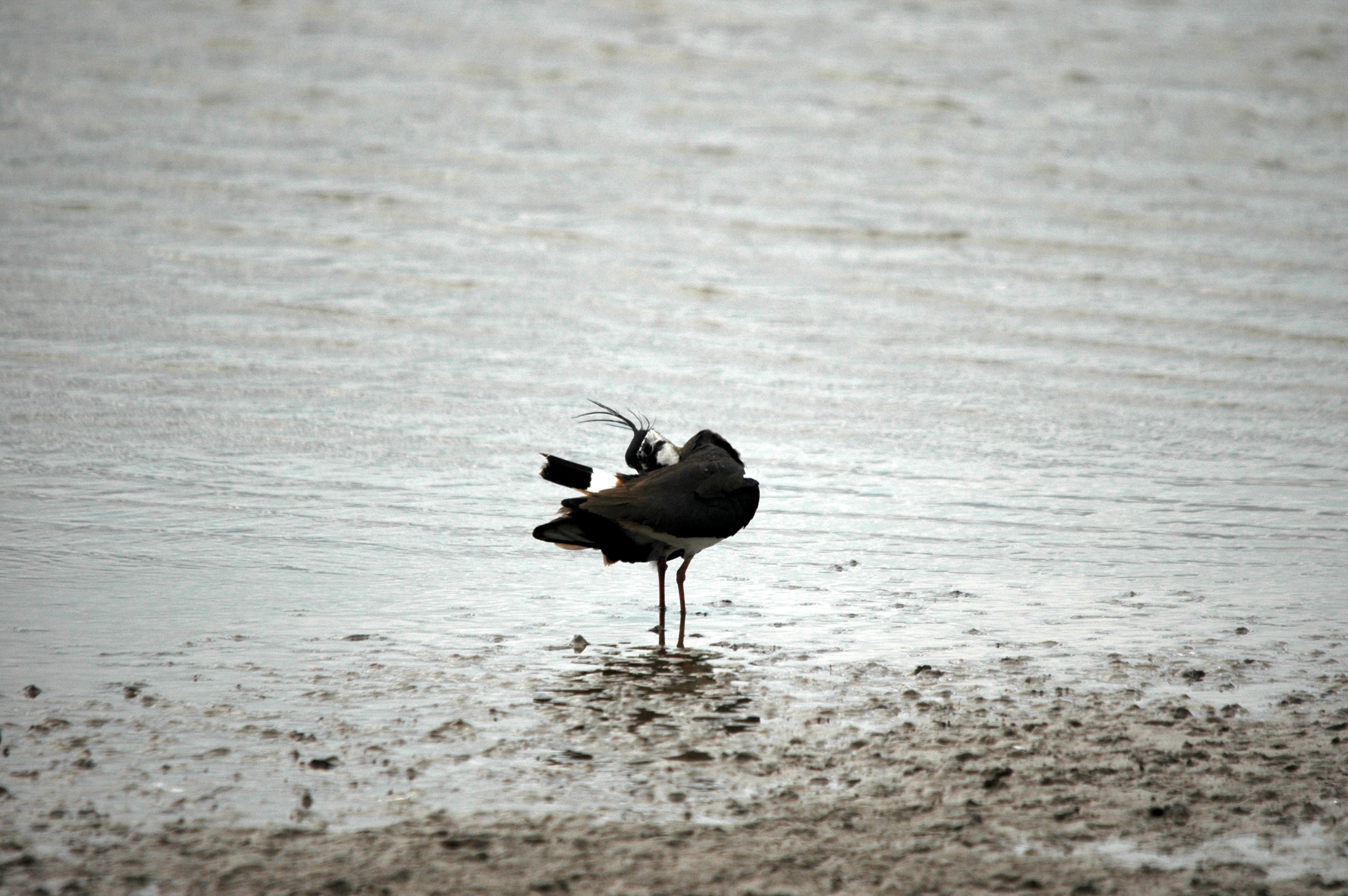 photos/wildlife/Bird_Species/062-Plovers-Lapwings/1471-Northern_Lapwing/DSC_6173.JPG