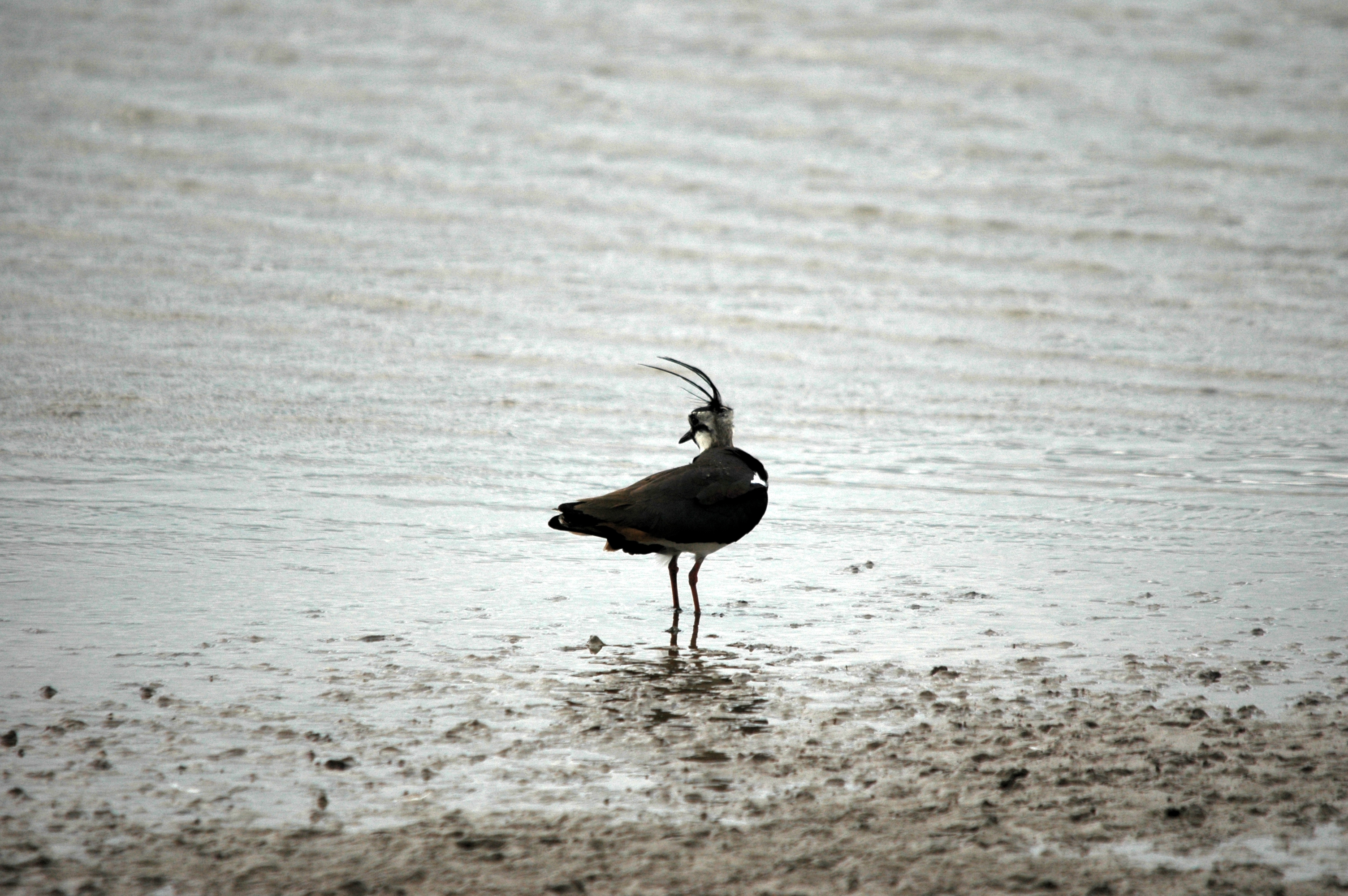 photos/wildlife/Bird_Species/062-Plovers-Lapwings/1471-Northern_Lapwing/DSC_6174.JPG