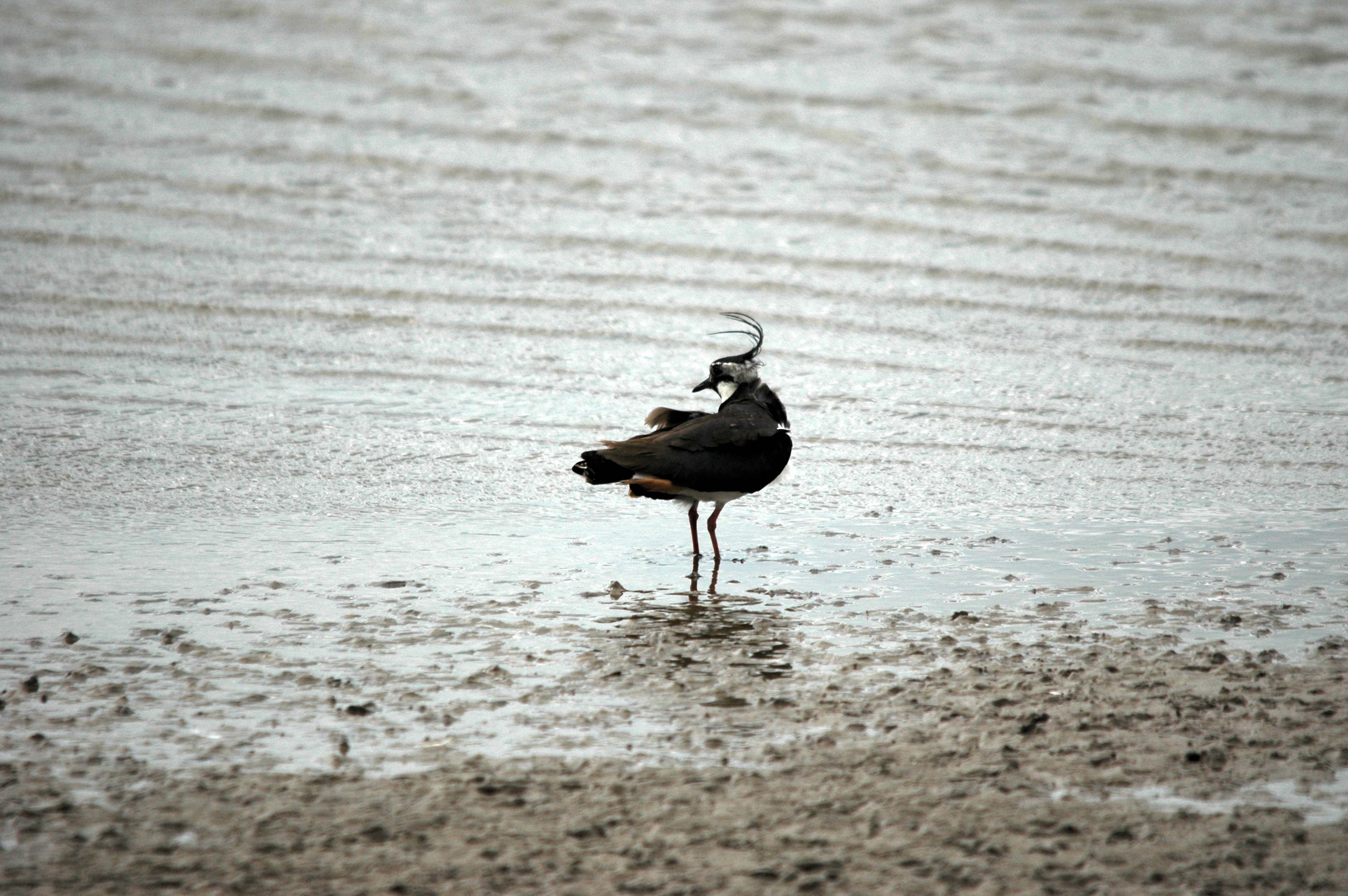 photos/wildlife/Bird_Species/062-Plovers-Lapwings/1471-Northern_Lapwing/DSC_6175.JPG