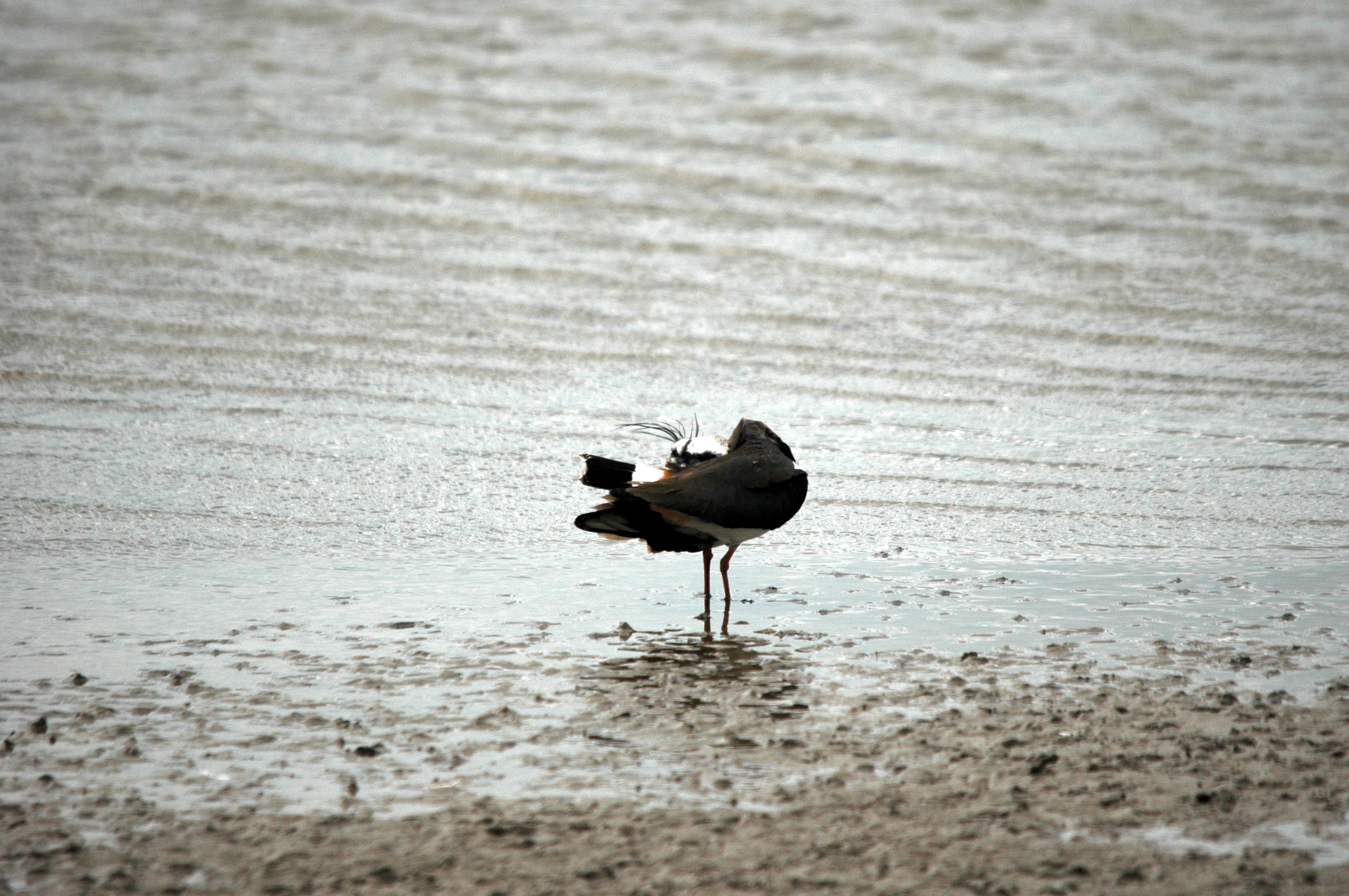photos/wildlife/Bird_Species/062-Plovers-Lapwings/1471-Northern_Lapwing/DSC_6176.JPG