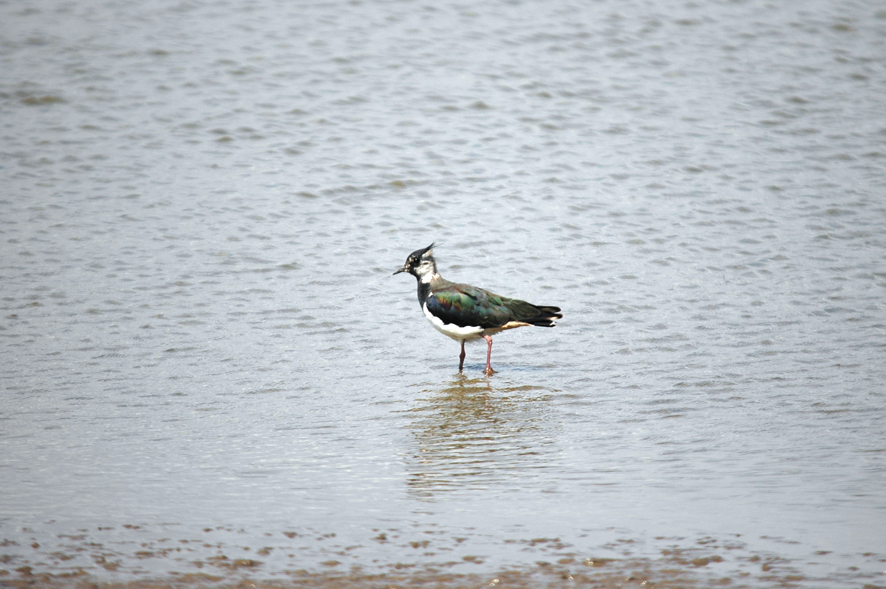 photos/wildlife/Bird_Species/062-Plovers-Lapwings/1471-Northern_Lapwing/DSC_6607.JPG
