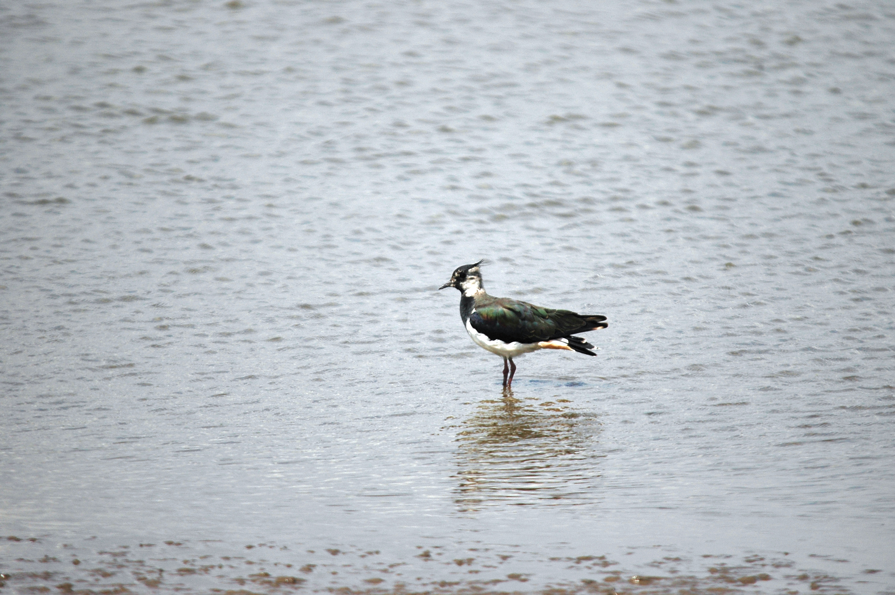 photos/wildlife/Bird_Species/062-Plovers-Lapwings/1471-Northern_Lapwing/DSC_6608.JPG