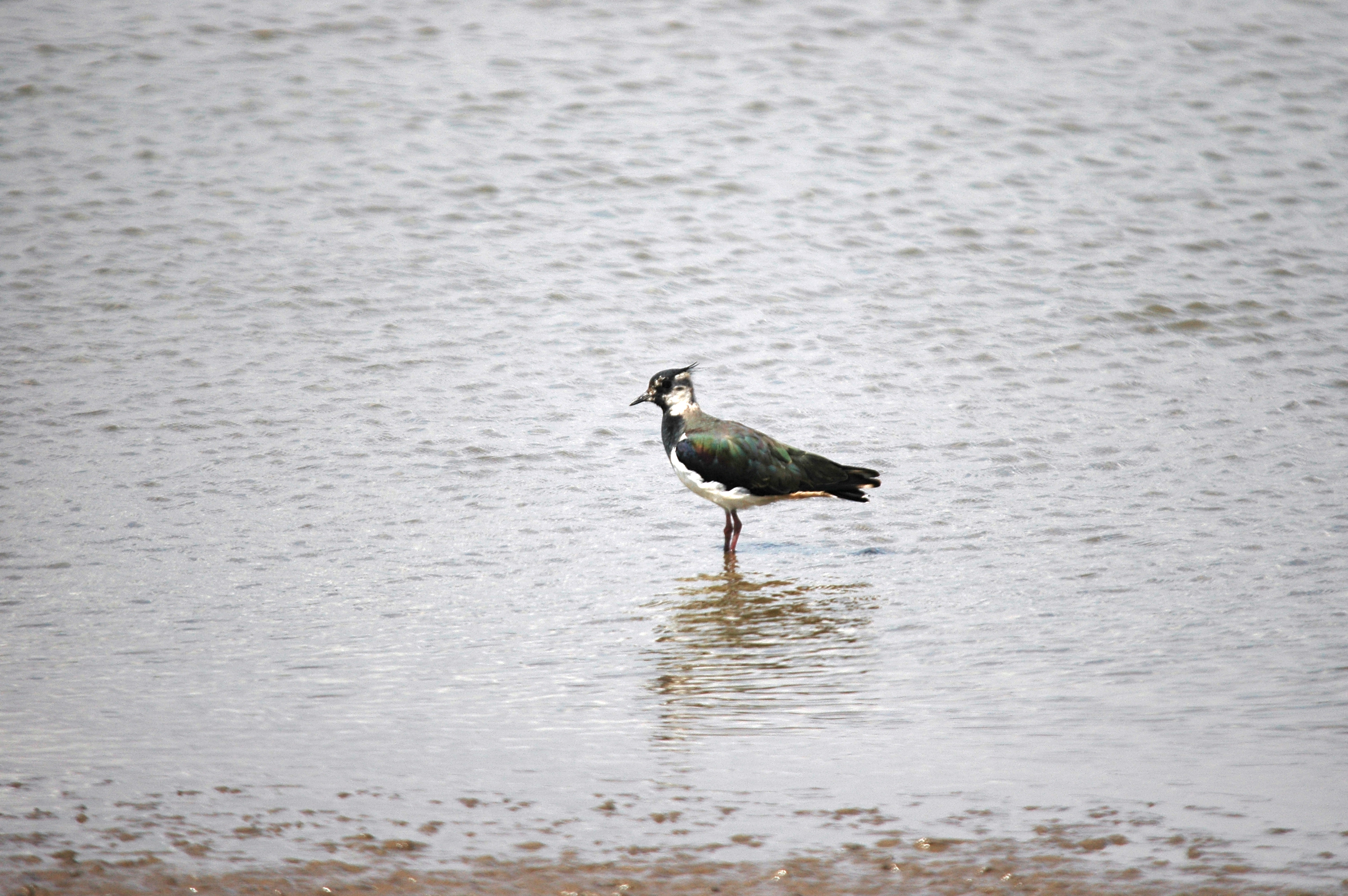 photos/wildlife/Bird_Species/062-Plovers-Lapwings/1471-Northern_Lapwing/DSC_6609.JPG