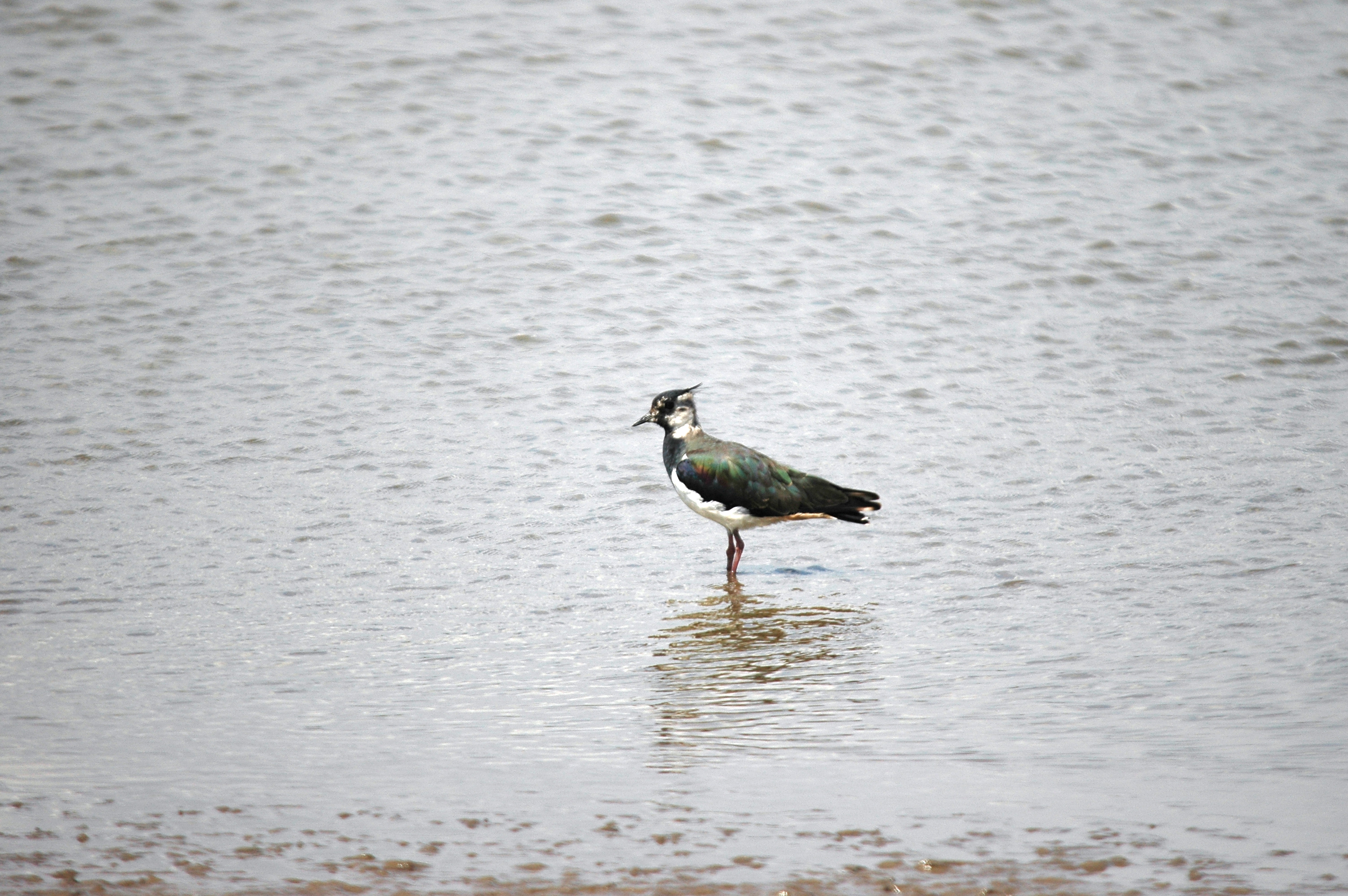 photos/wildlife/Bird_Species/062-Plovers-Lapwings/1471-Northern_Lapwing/DSC_6610.JPG