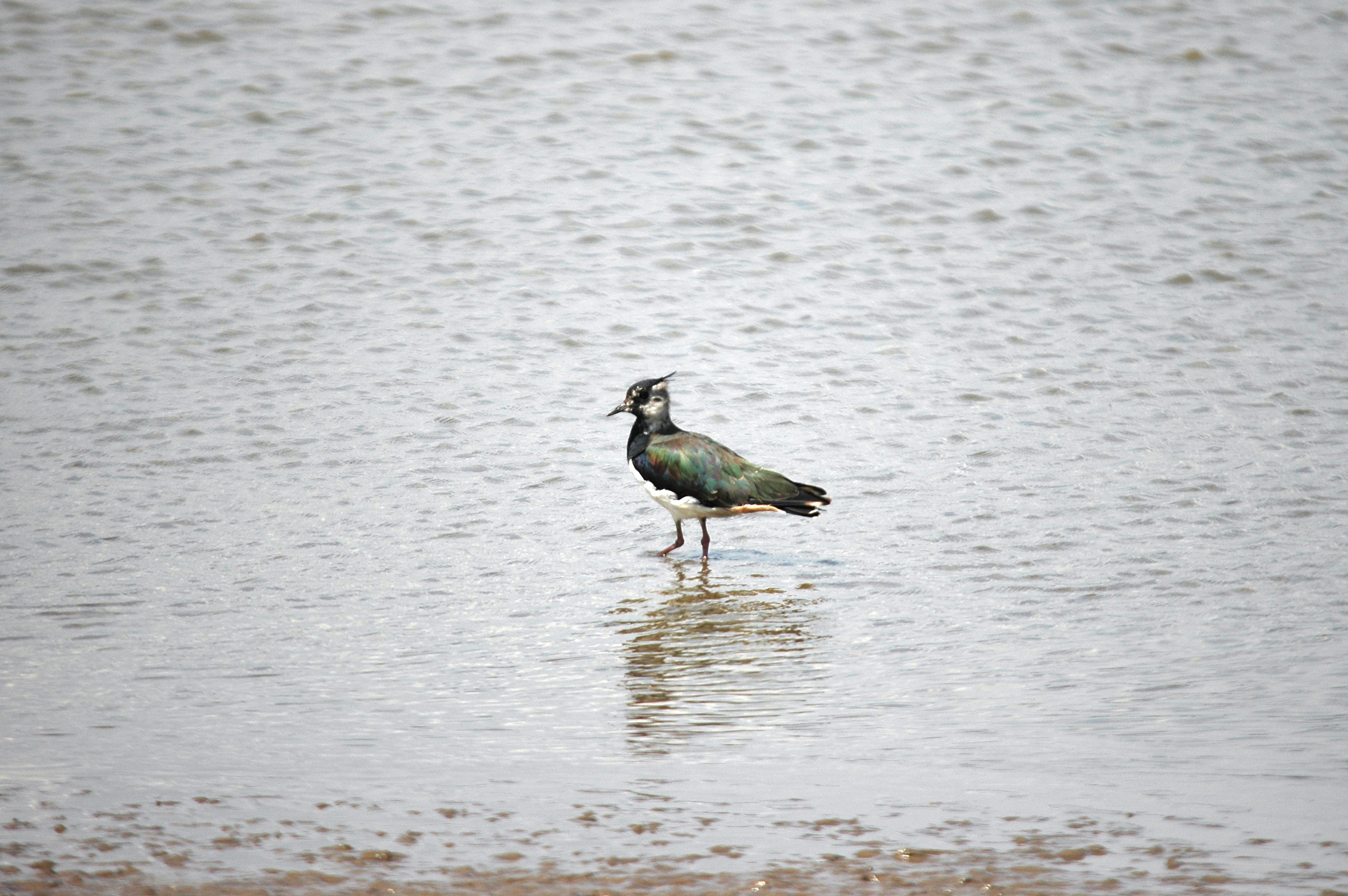 photos/wildlife/Bird_Species/062-Plovers-Lapwings/1471-Northern_Lapwing/DSC_6611.JPG