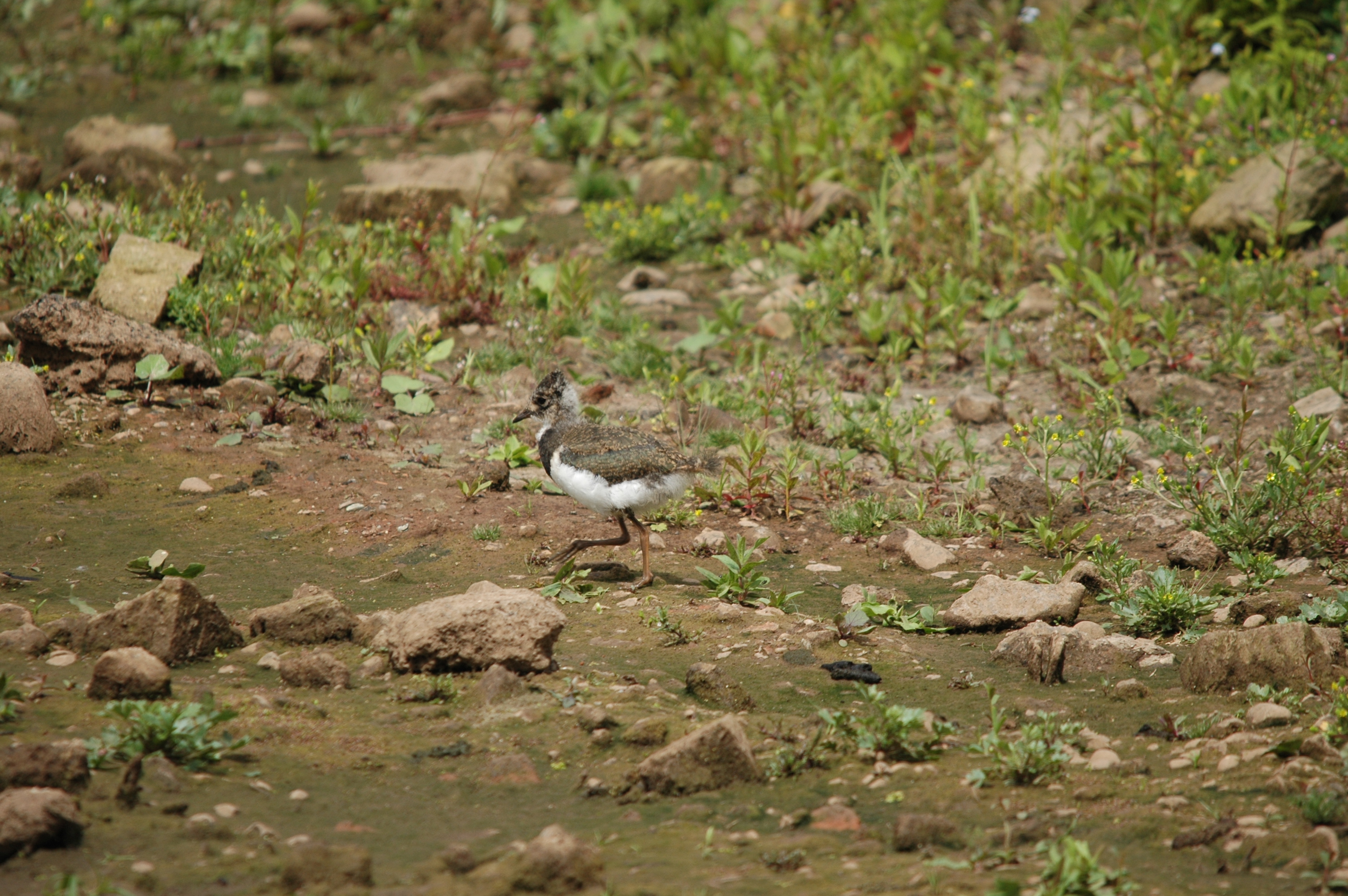 photos/wildlife/Bird_Species/062-Plovers-Lapwings/1471-Northern_Lapwing/DSC_6930.JPG