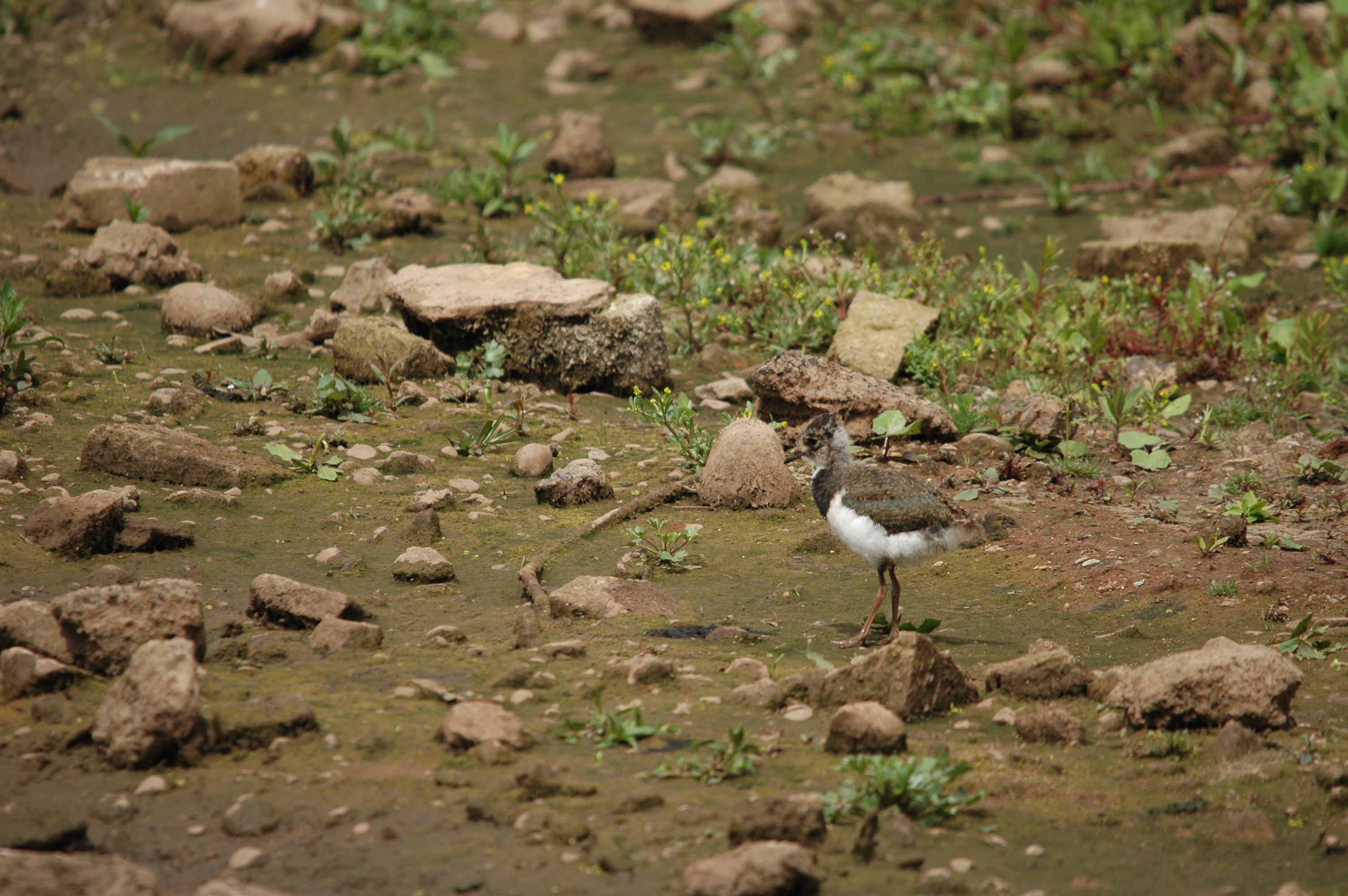 photos/wildlife/Bird_Species/062-Plovers-Lapwings/1471-Northern_Lapwing/DSC_6931.JPG