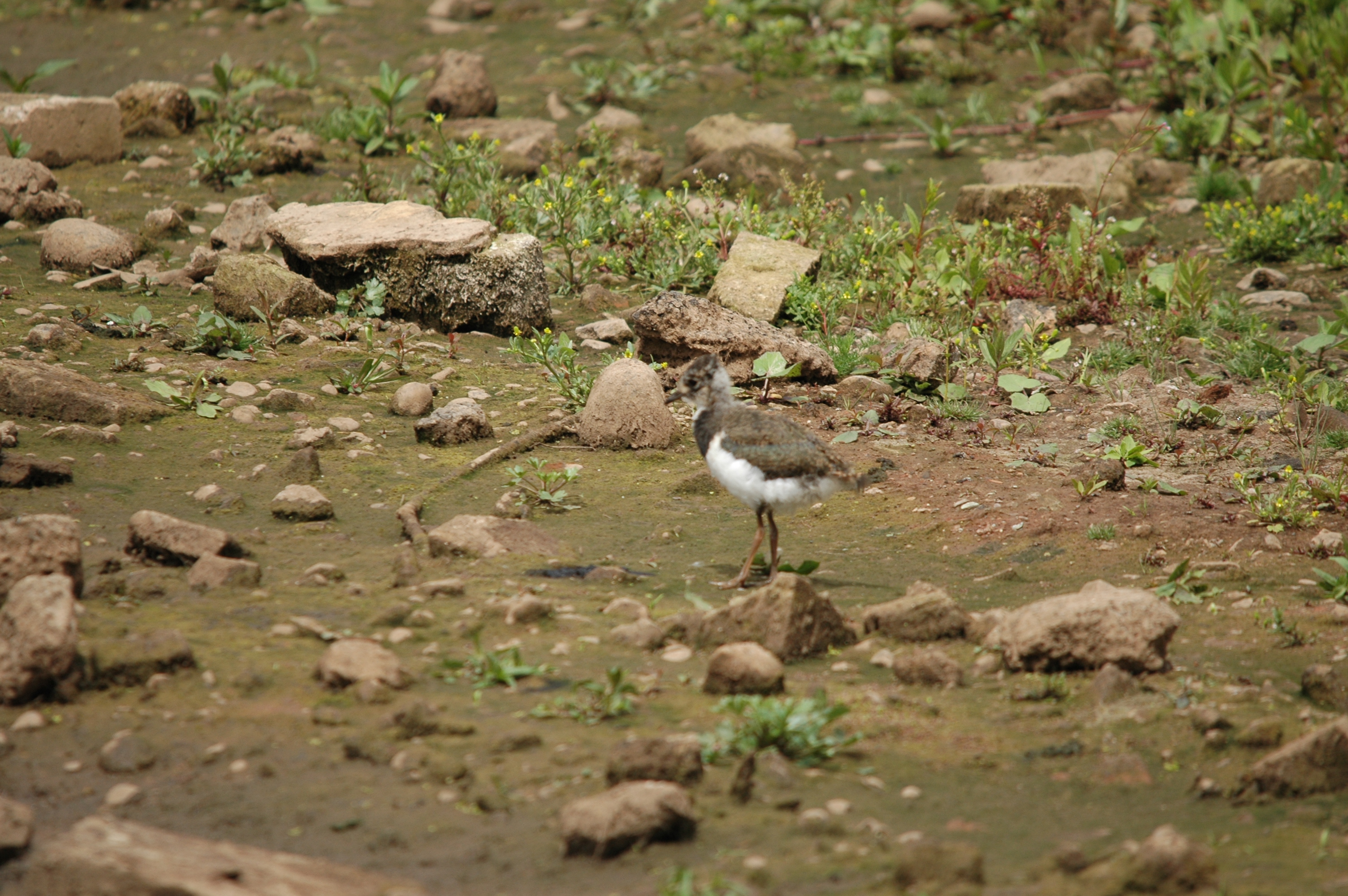 photos/wildlife/Bird_Species/062-Plovers-Lapwings/1471-Northern_Lapwing/DSC_6932.JPG