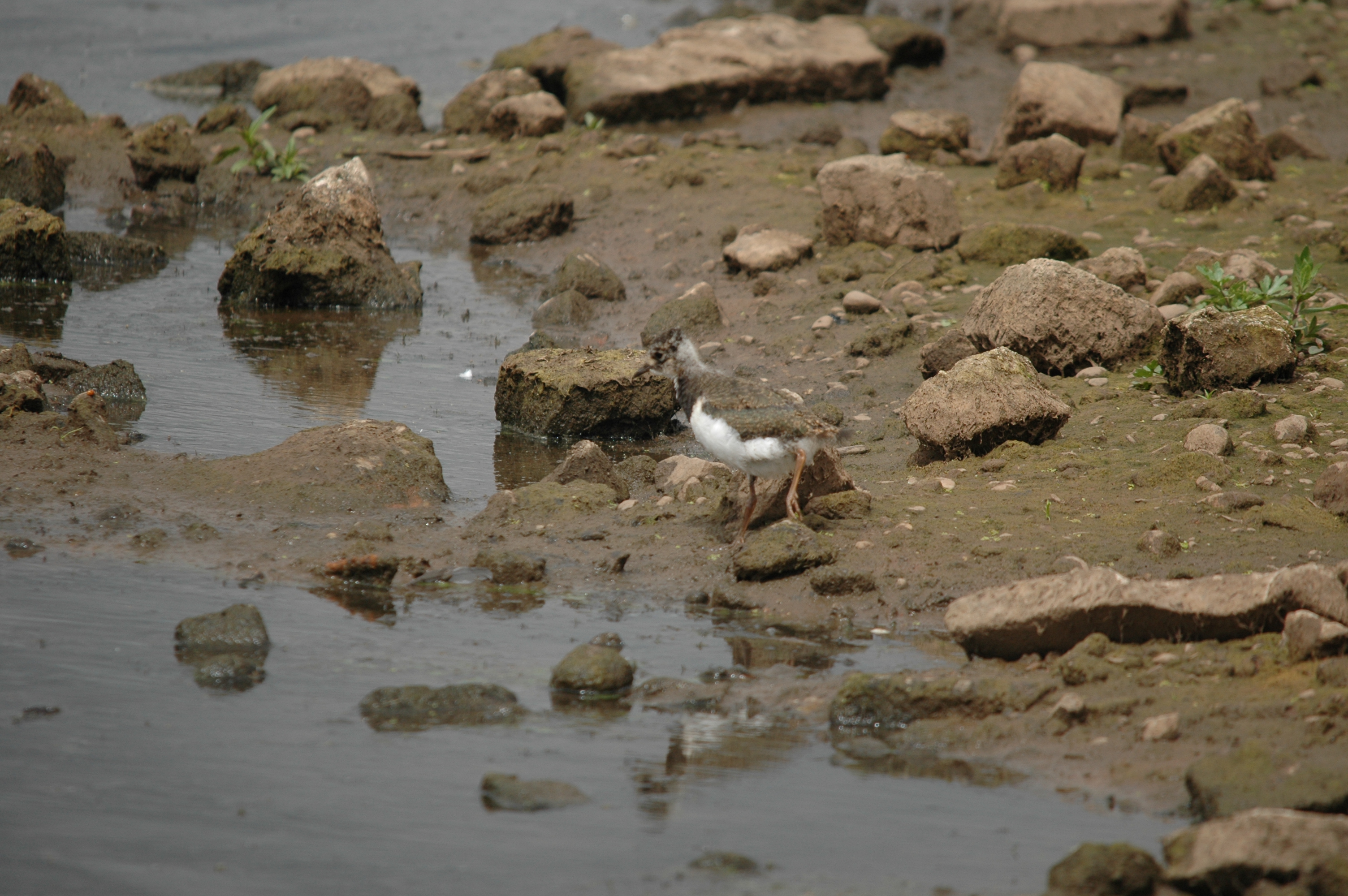 photos/wildlife/Bird_Species/062-Plovers-Lapwings/1471-Northern_Lapwing/DSC_6933.JPG