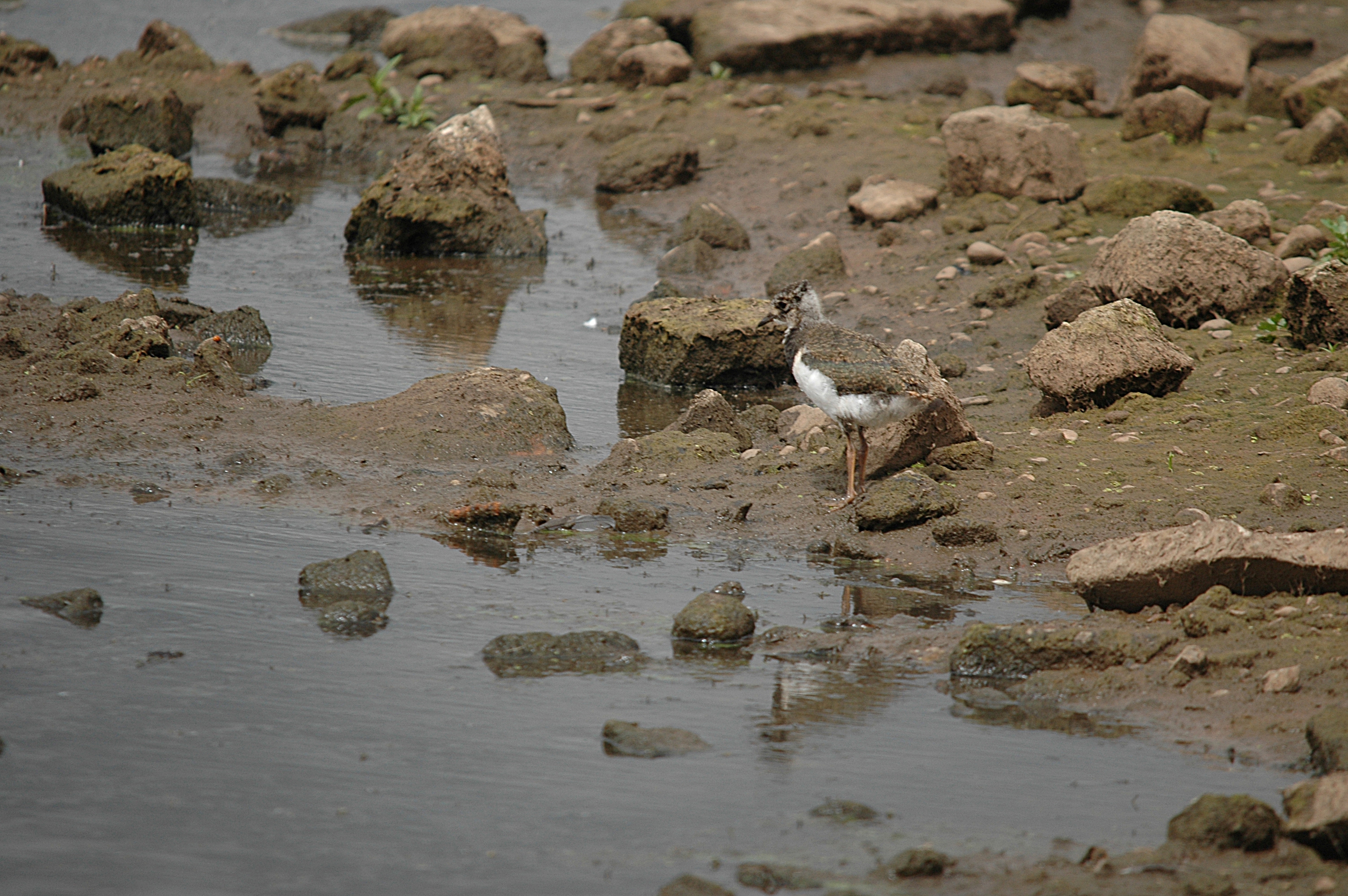 photos/wildlife/Bird_Species/062-Plovers-Lapwings/1471-Northern_Lapwing/DSC_6934.JPG