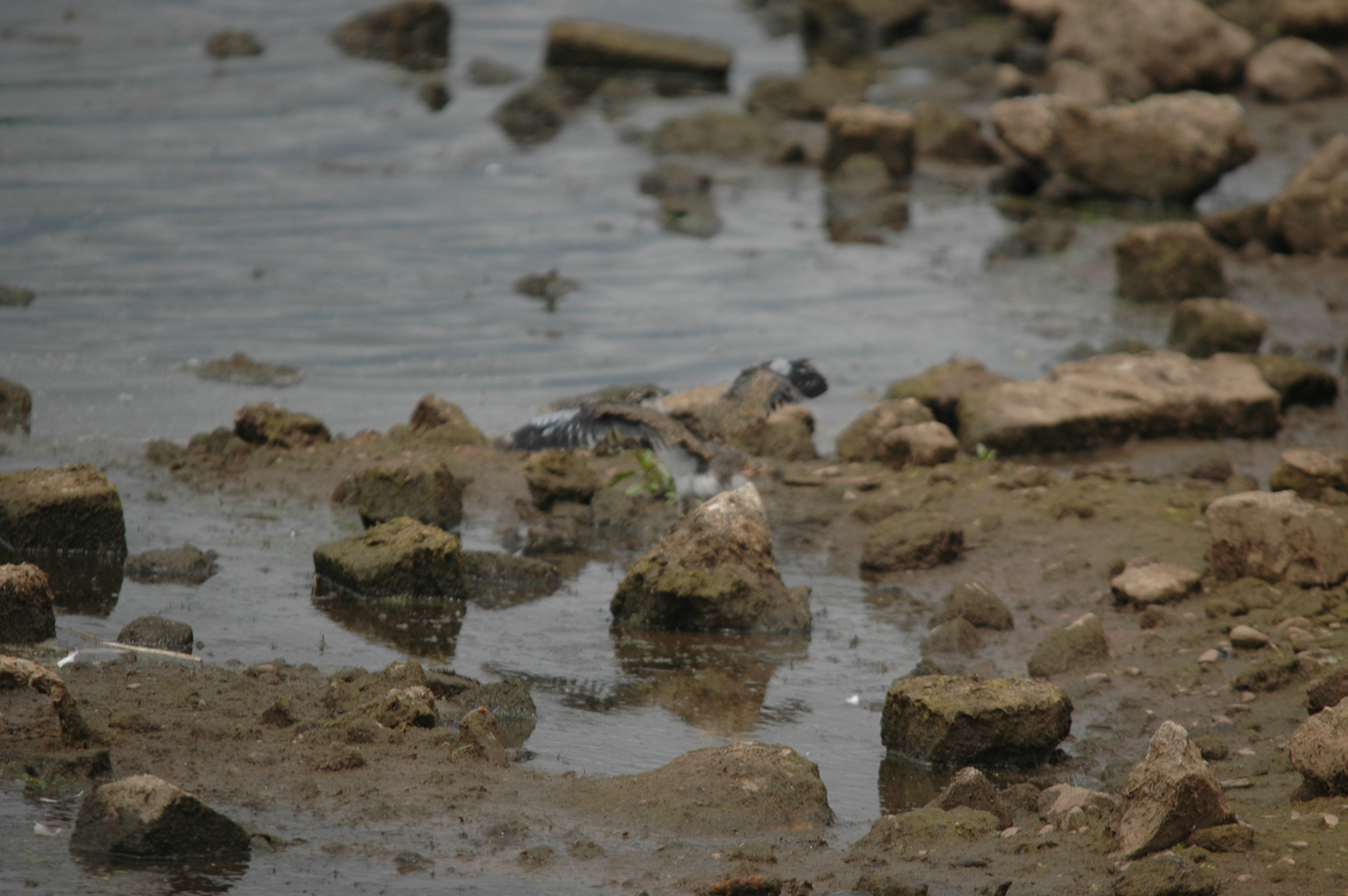 photos/wildlife/Bird_Species/062-Plovers-Lapwings/1471-Northern_Lapwing/DSC_6935.JPG