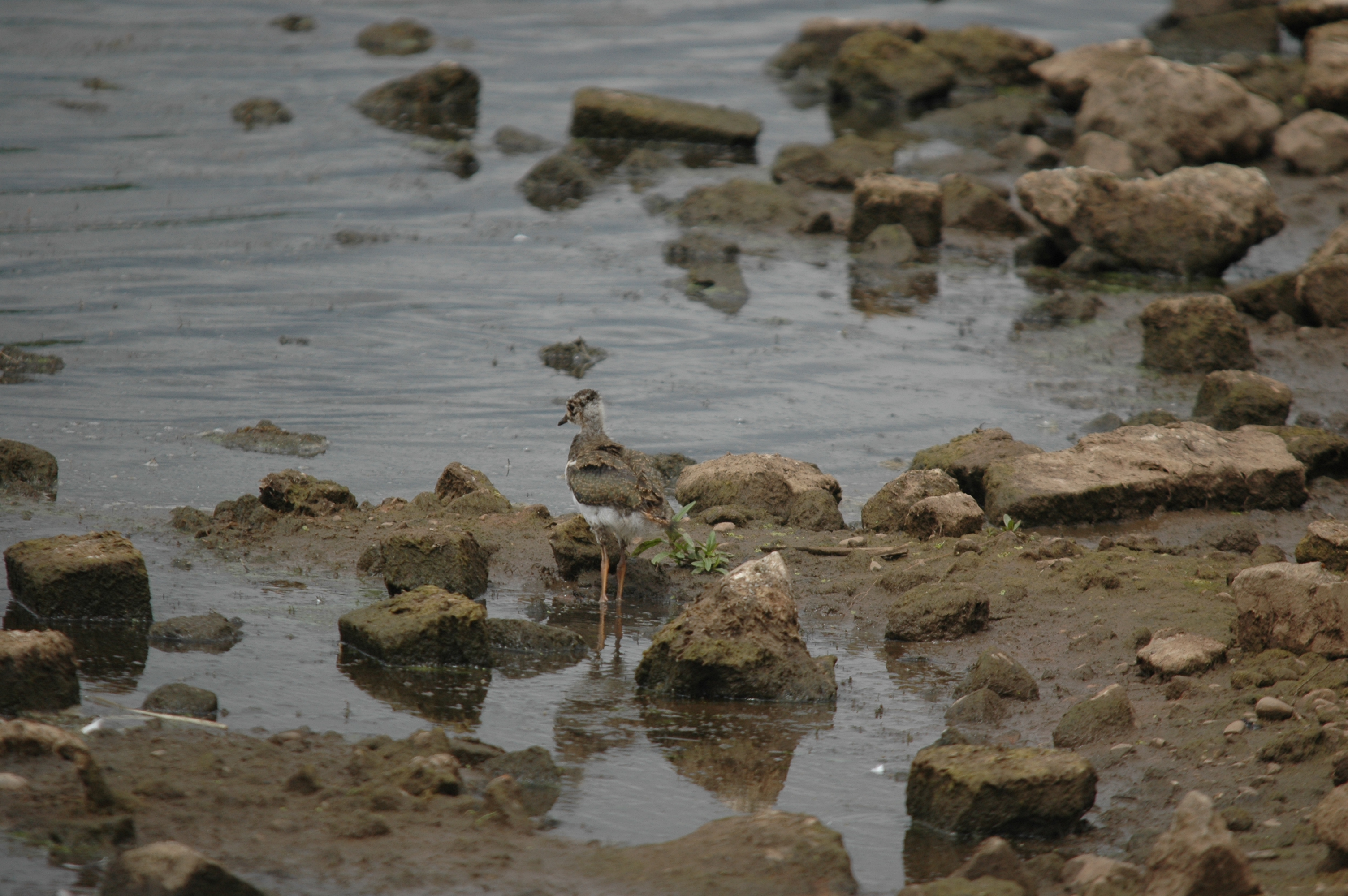 photos/wildlife/Bird_Species/062-Plovers-Lapwings/1471-Northern_Lapwing/DSC_6936.JPG
