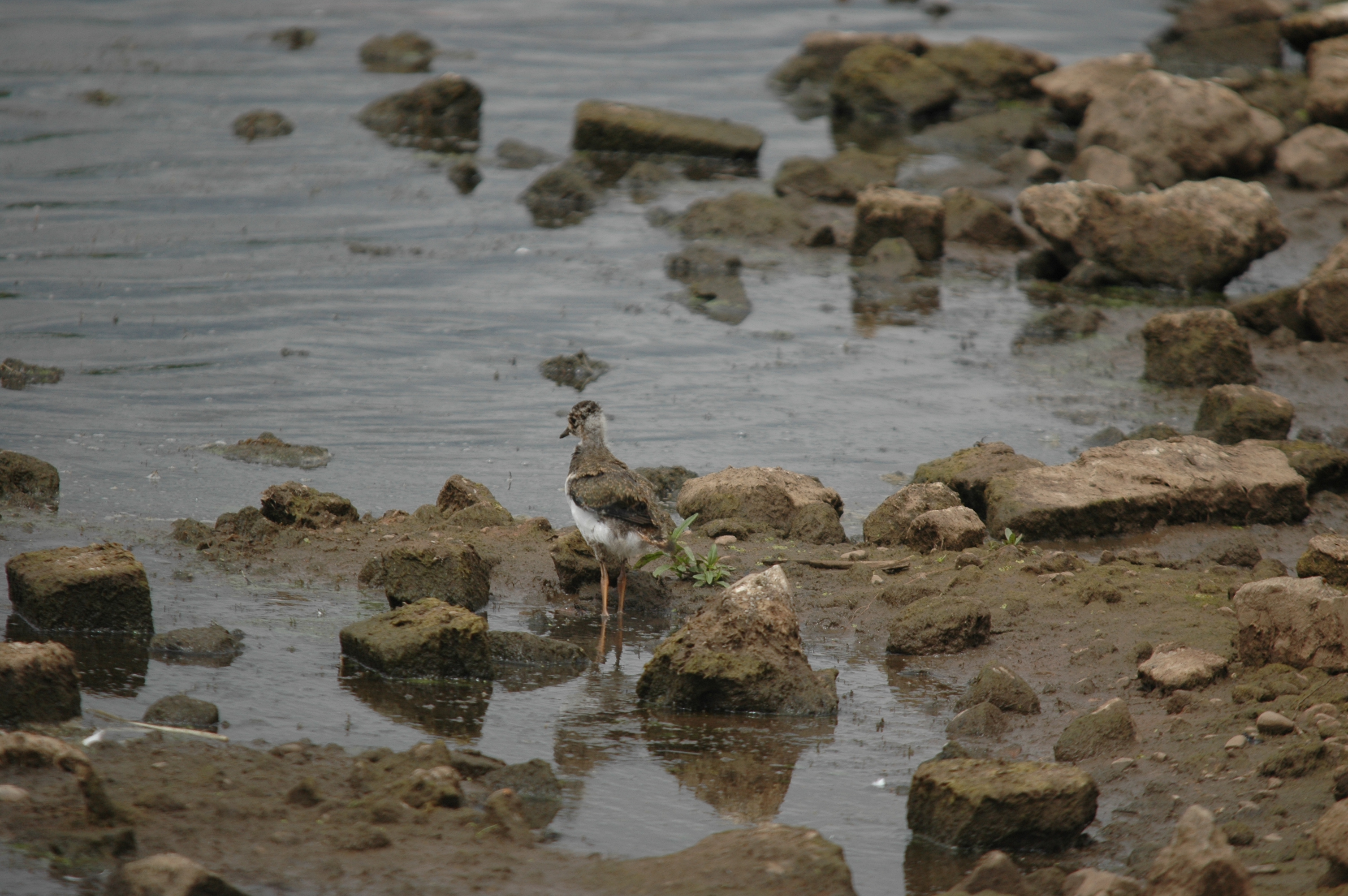 photos/wildlife/Bird_Species/062-Plovers-Lapwings/1471-Northern_Lapwing/DSC_6937.JPG