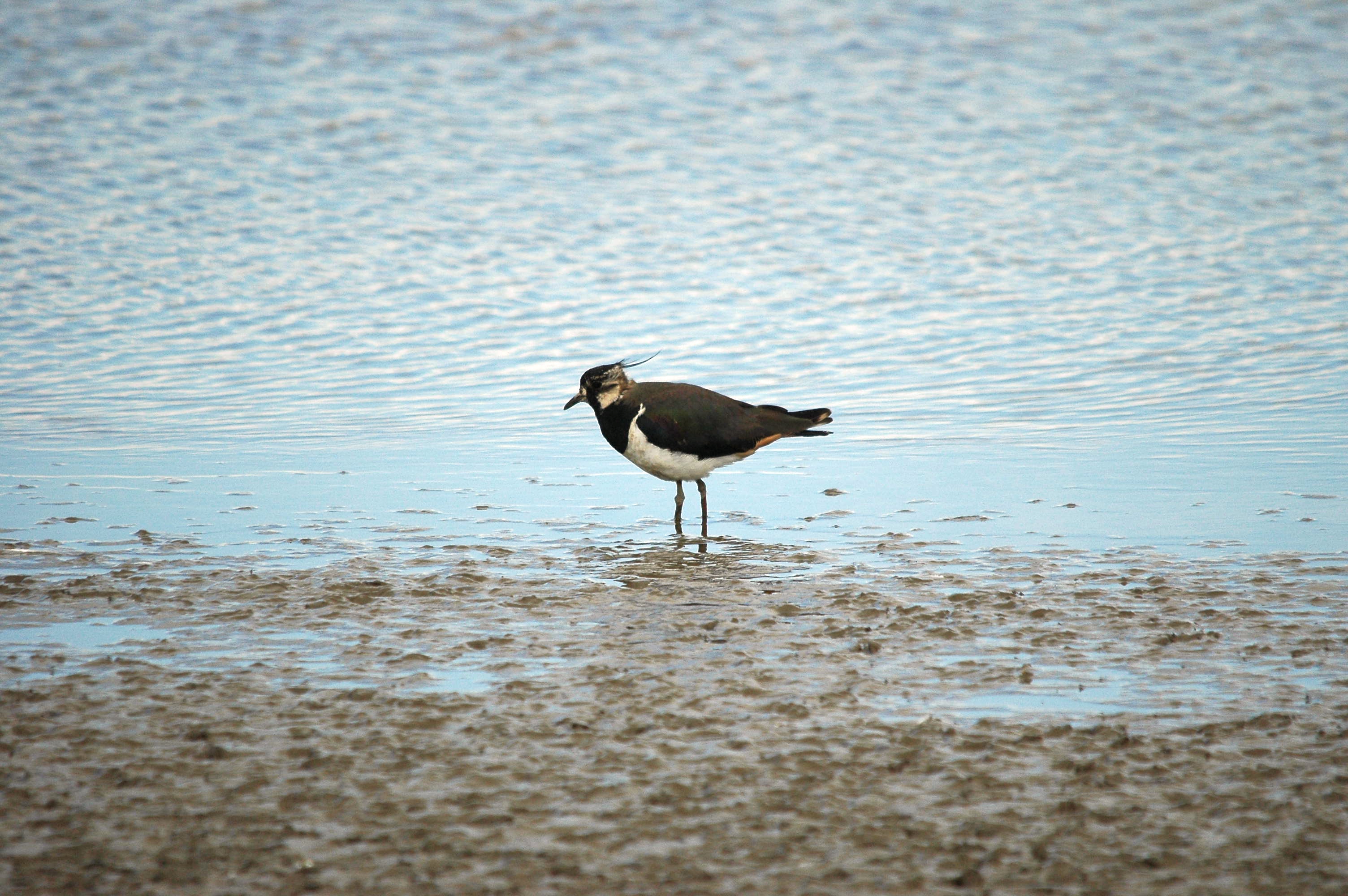 photos/wildlife/Bird_Species/062-Plovers-Lapwings/1471-Northern_Lapwing/dsc_2443.jpg