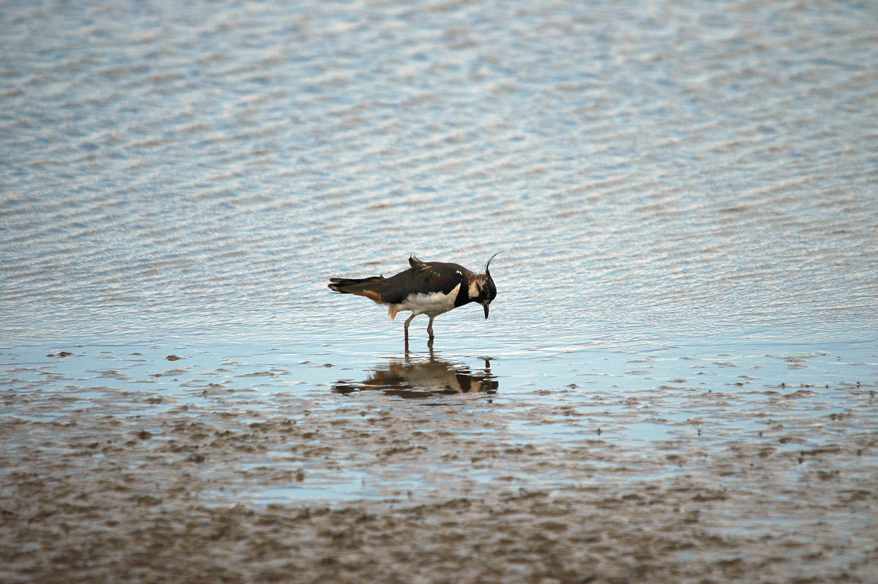 photos/wildlife/Bird_Species/062-Plovers-Lapwings/1471-Northern_Lapwing/dsc_2445.jpg