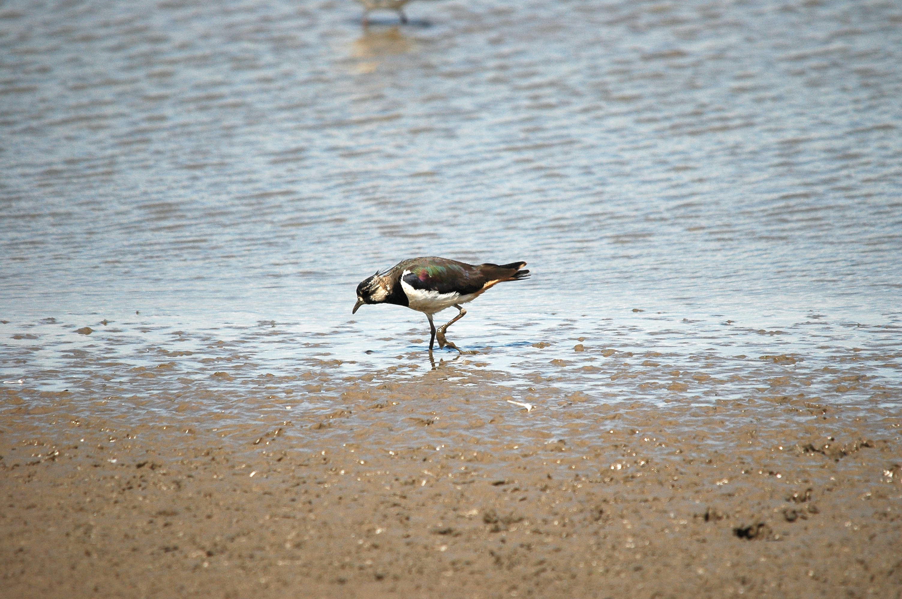photos/wildlife/Bird_Species/062-Plovers-Lapwings/1471-Northern_Lapwing/dsc_2462.jpg
