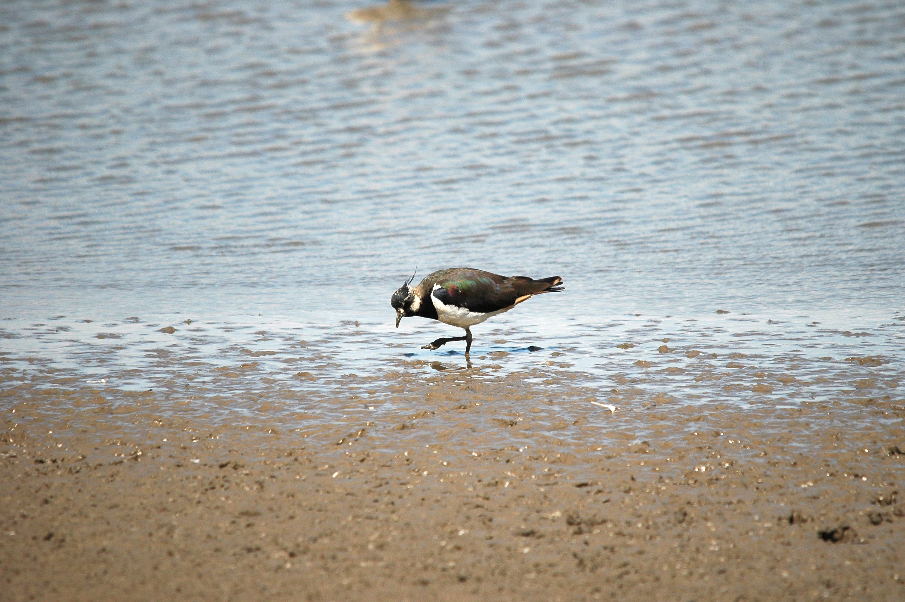 photos/wildlife/Bird_Species/062-Plovers-Lapwings/1471-Northern_Lapwing/dsc_2463.jpg