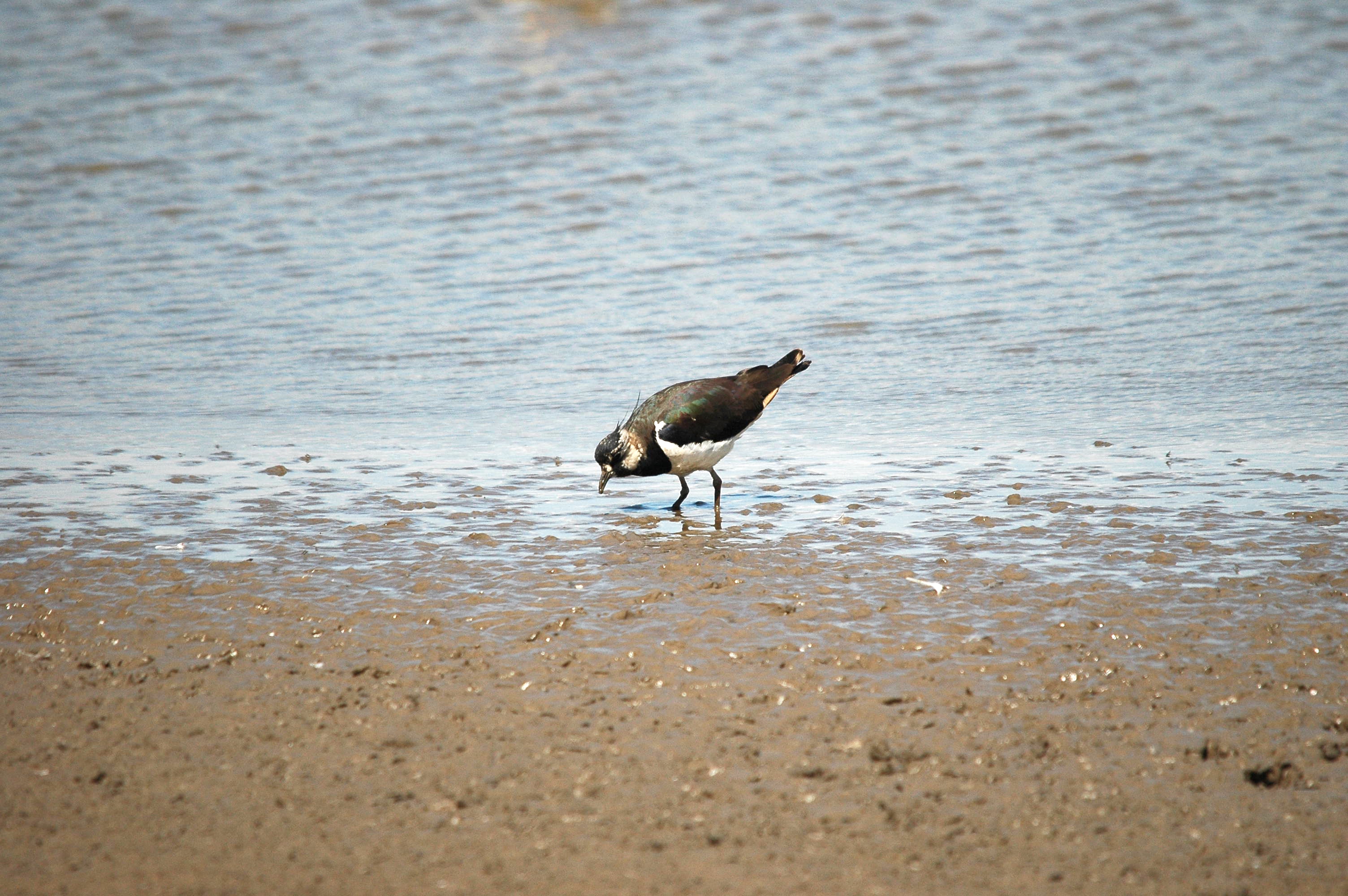 photos/wildlife/Bird_Species/062-Plovers-Lapwings/1471-Northern_Lapwing/dsc_2464.jpg